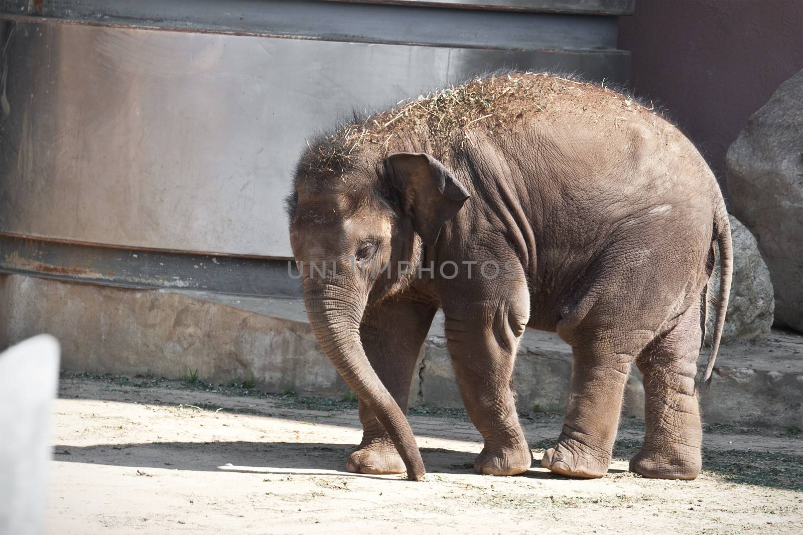 Beautiful photo of small baby elephant walking in zoo