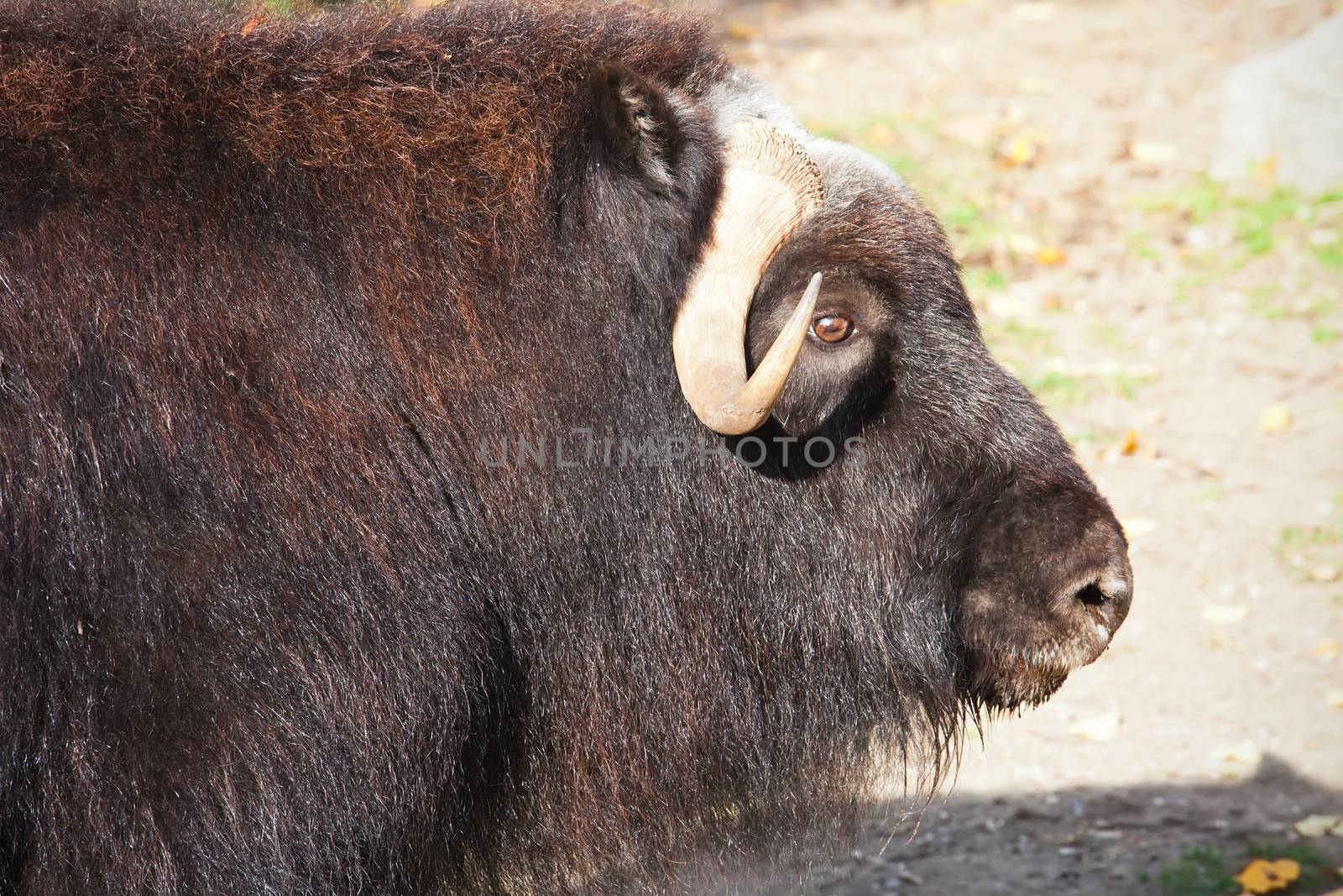 Portrait of a musk ox or Ovibos moschatus in zoo