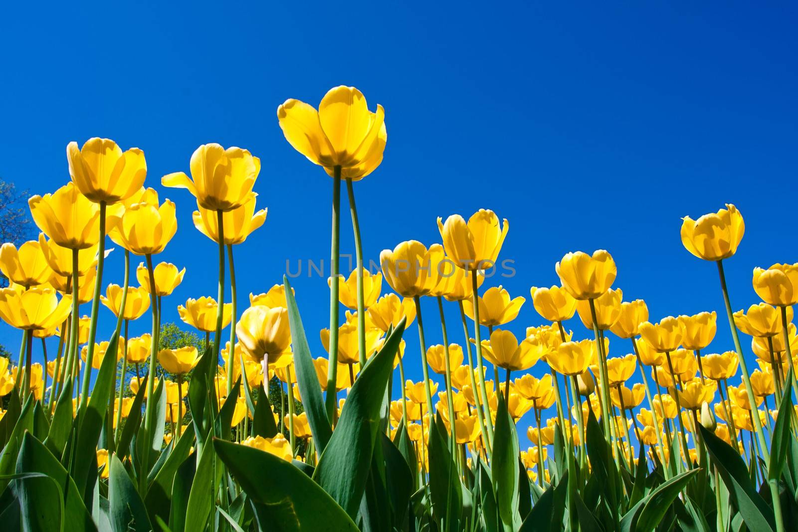 Beautiful colourful tulip flowers background in spring