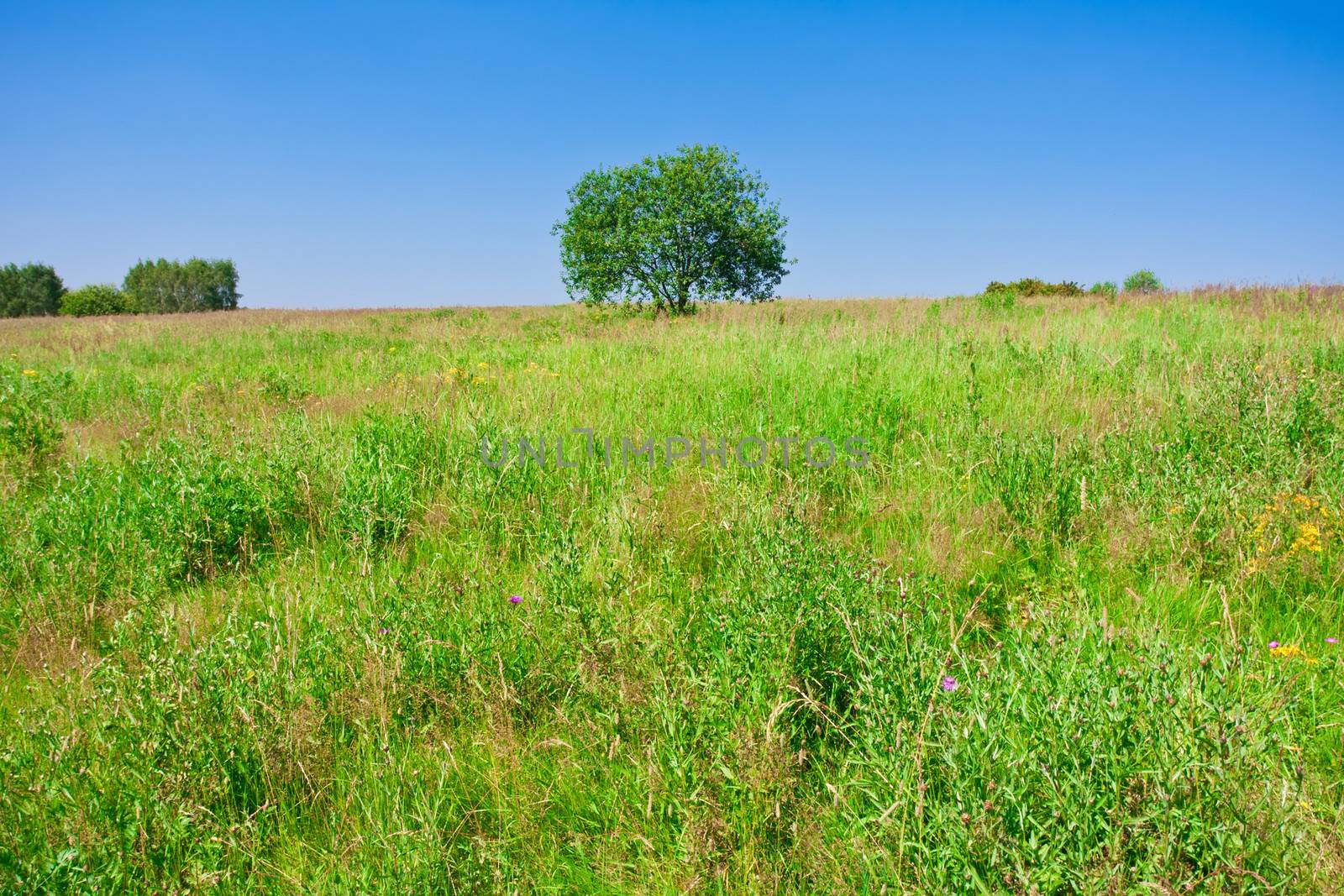 Beautiful photo of single tree in green field