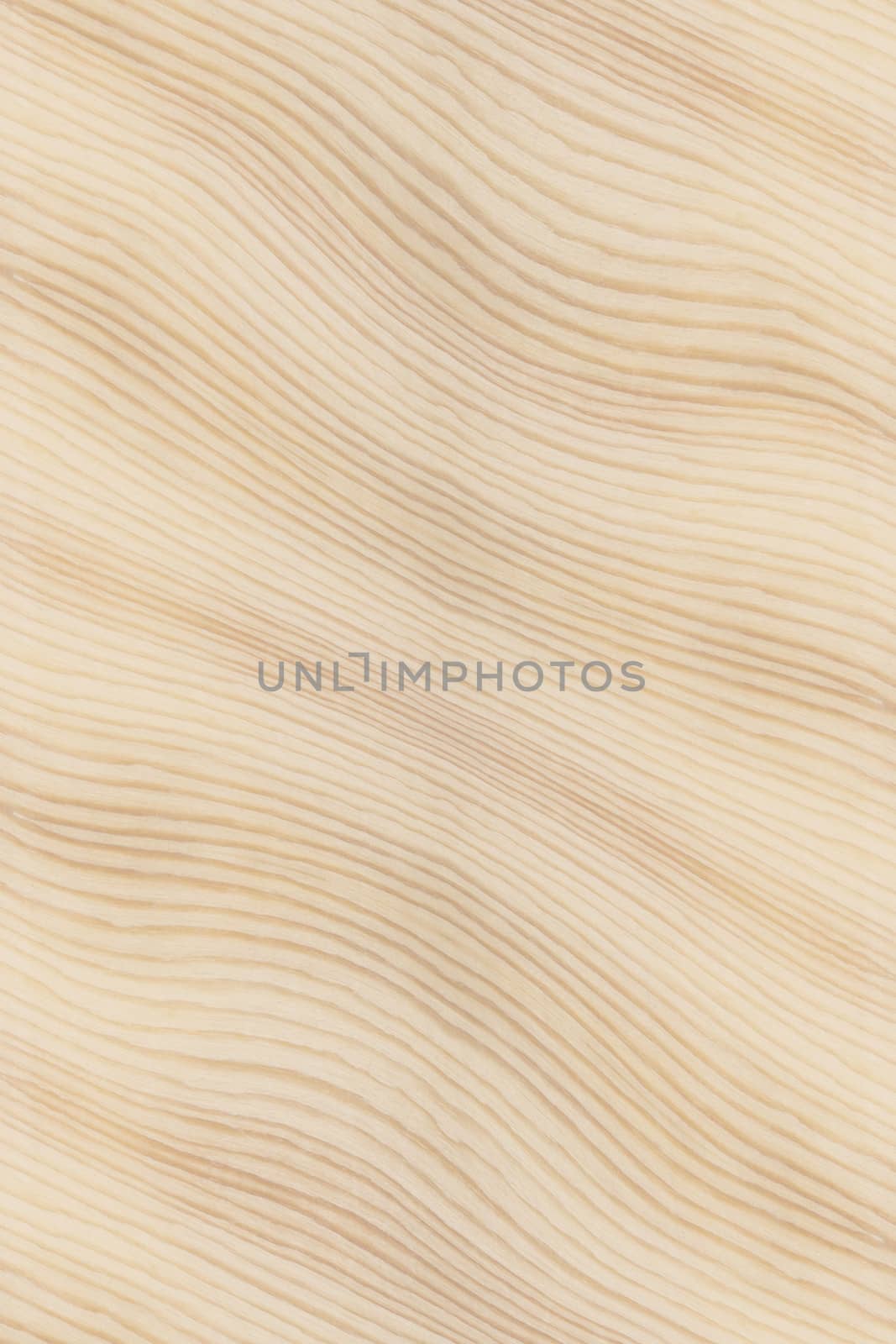 Texture of wood background closeup