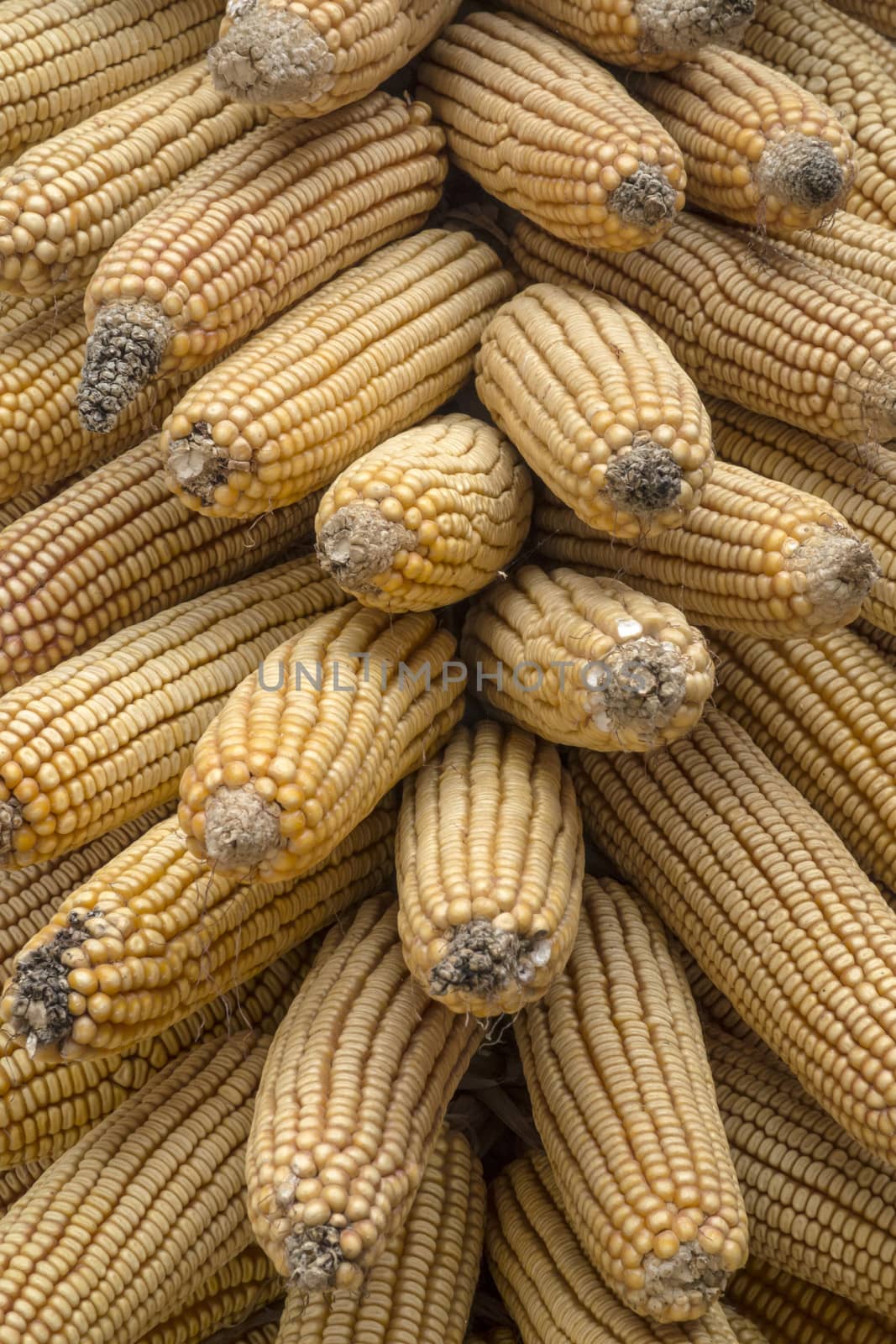 Texture of dry corn background