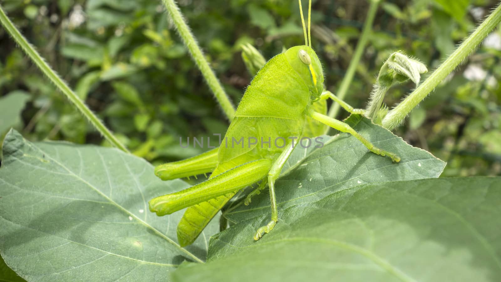 grasshopper closeup in the garden