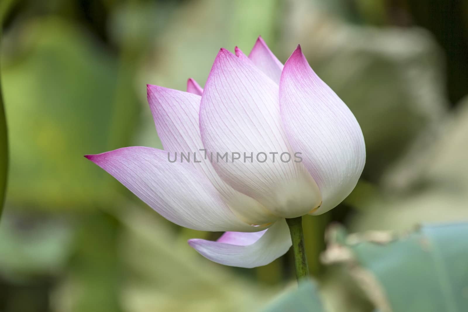 Lotus flower closeup in the lake