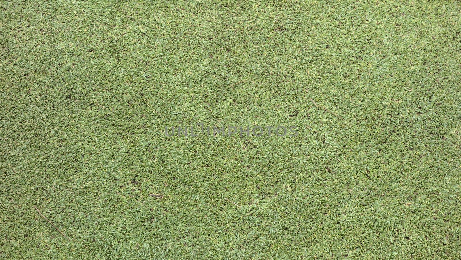 Texture of green meadow from golf course 