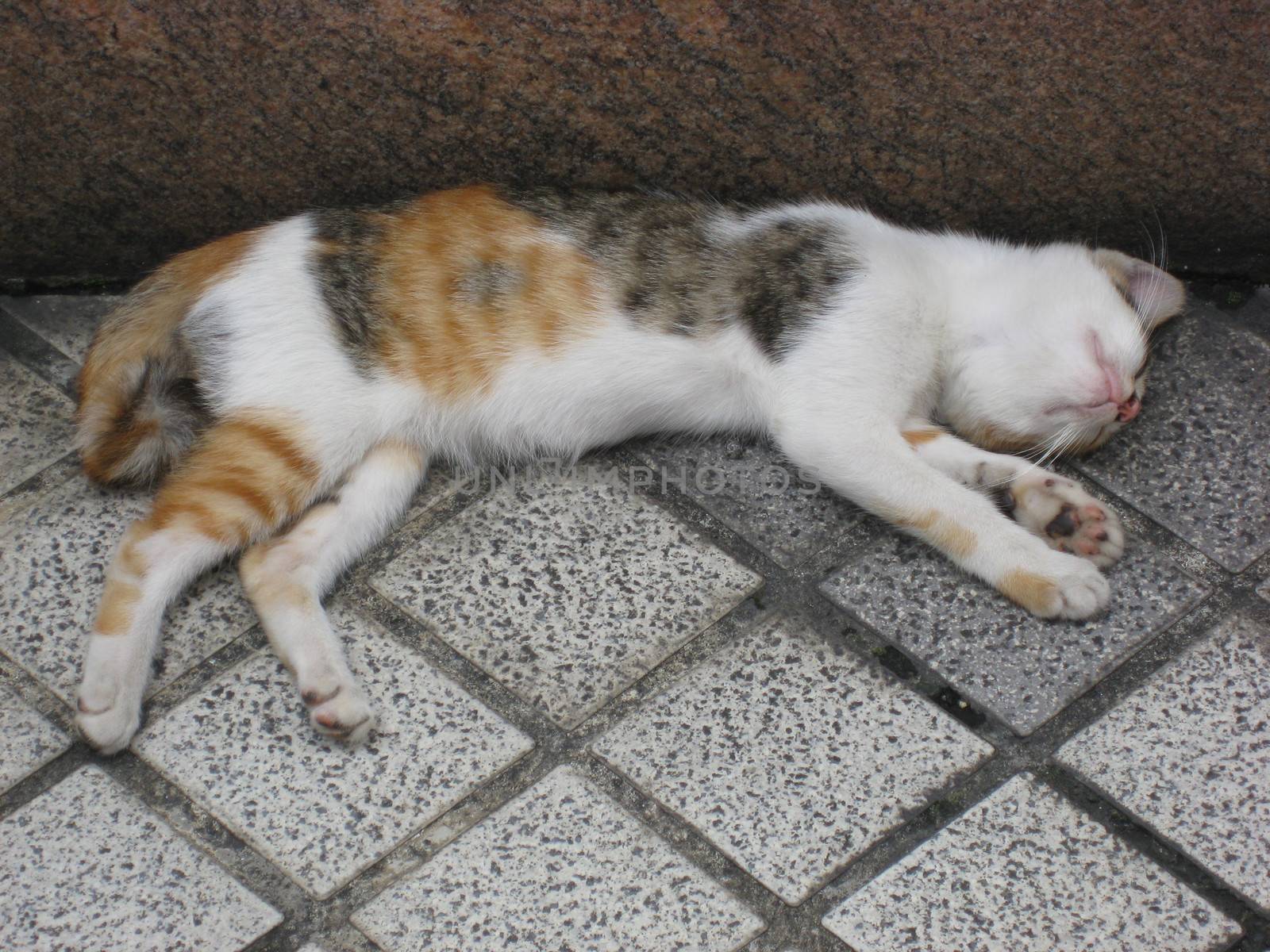 A lazy cat sleeping on the floor