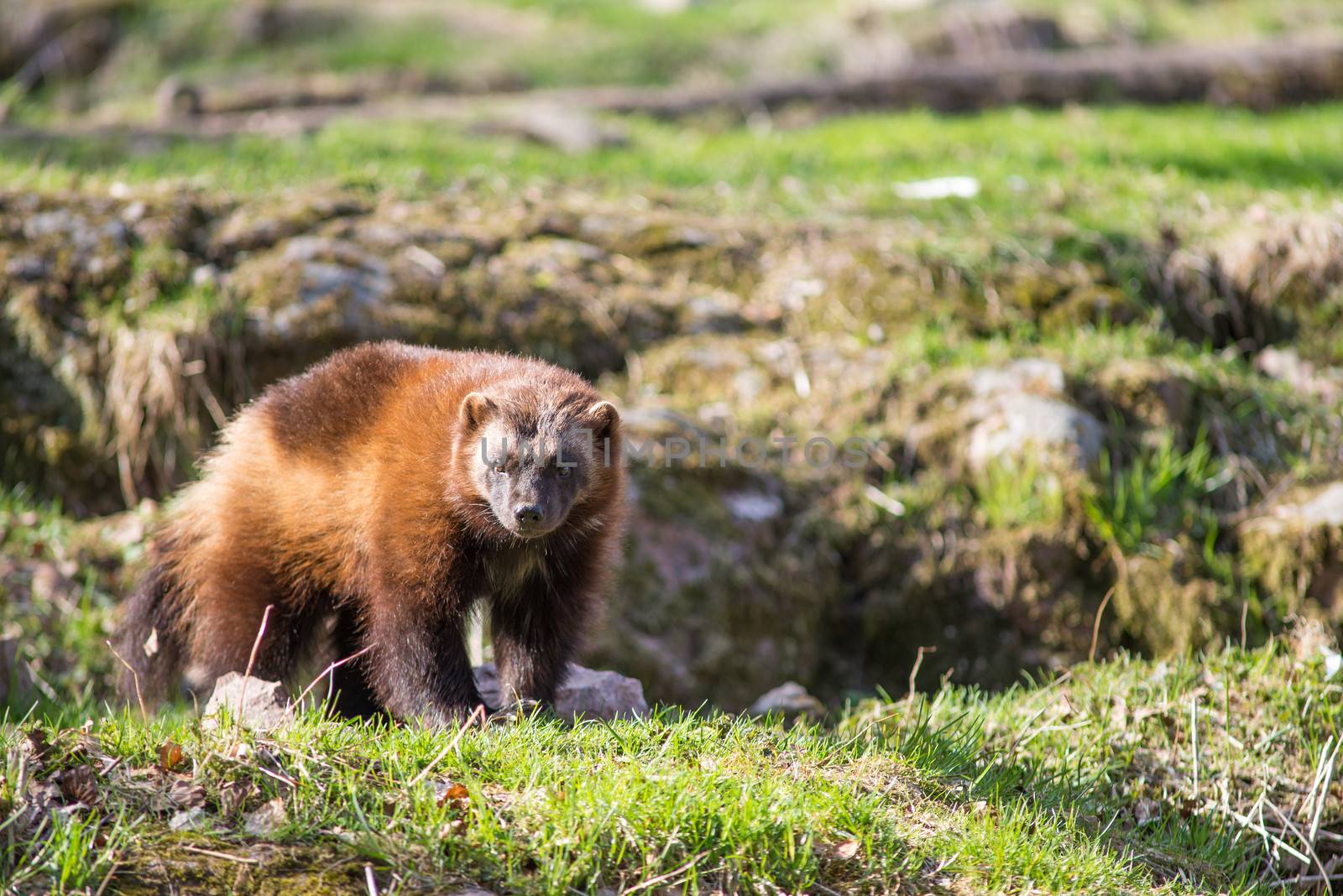 Wolverine, Gulo gulo, sitting on a meadow also called  glutton, carcajou, skunk bear, or quickhatch