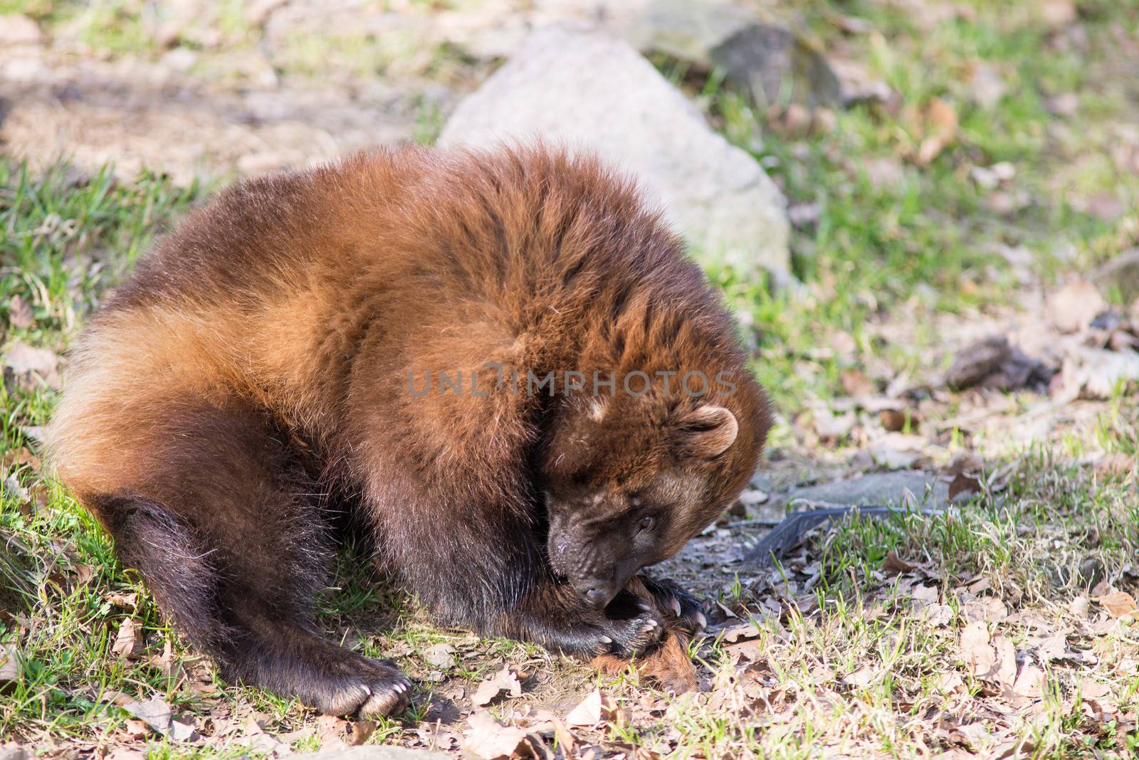 Wolverine, Gulo gulo, sitting on a meadow also called  glutton, carcajou, skunk bear, or quickhatch