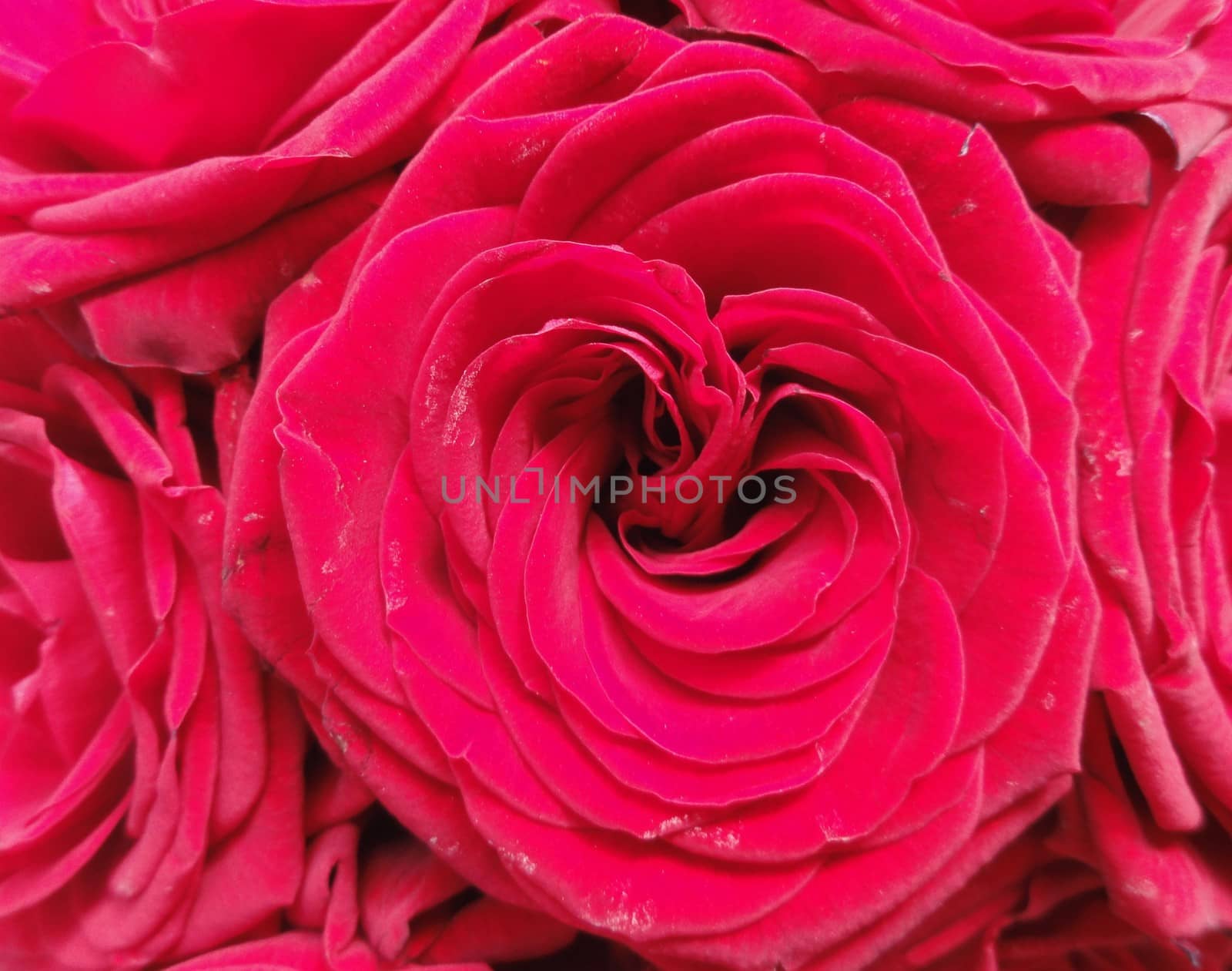 Red Rose Flower by fstockluk