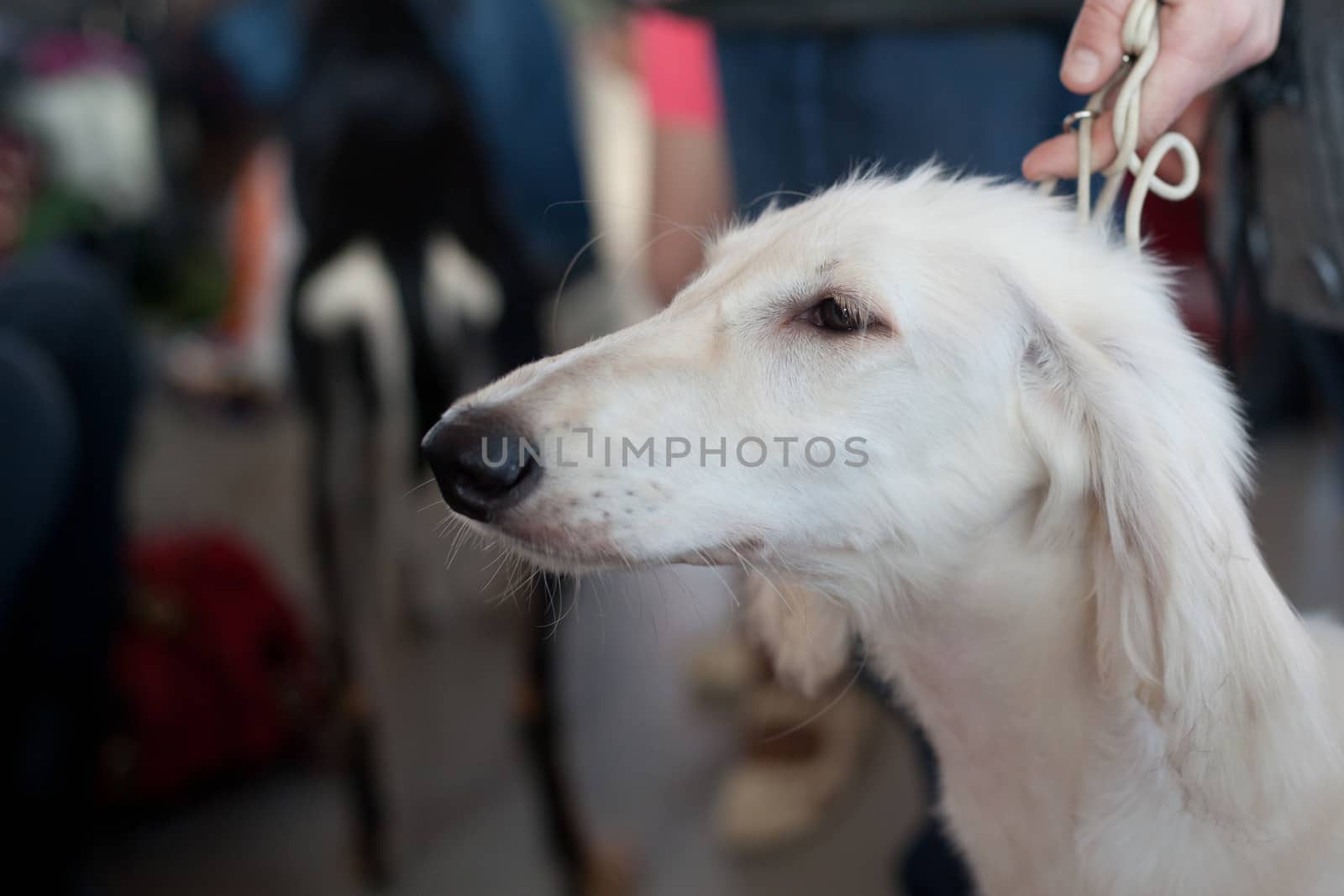 A portrait of white small saluki
