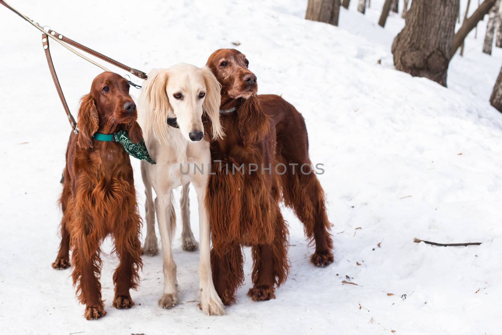 White saluki and two irish setters standing near a person on snow

