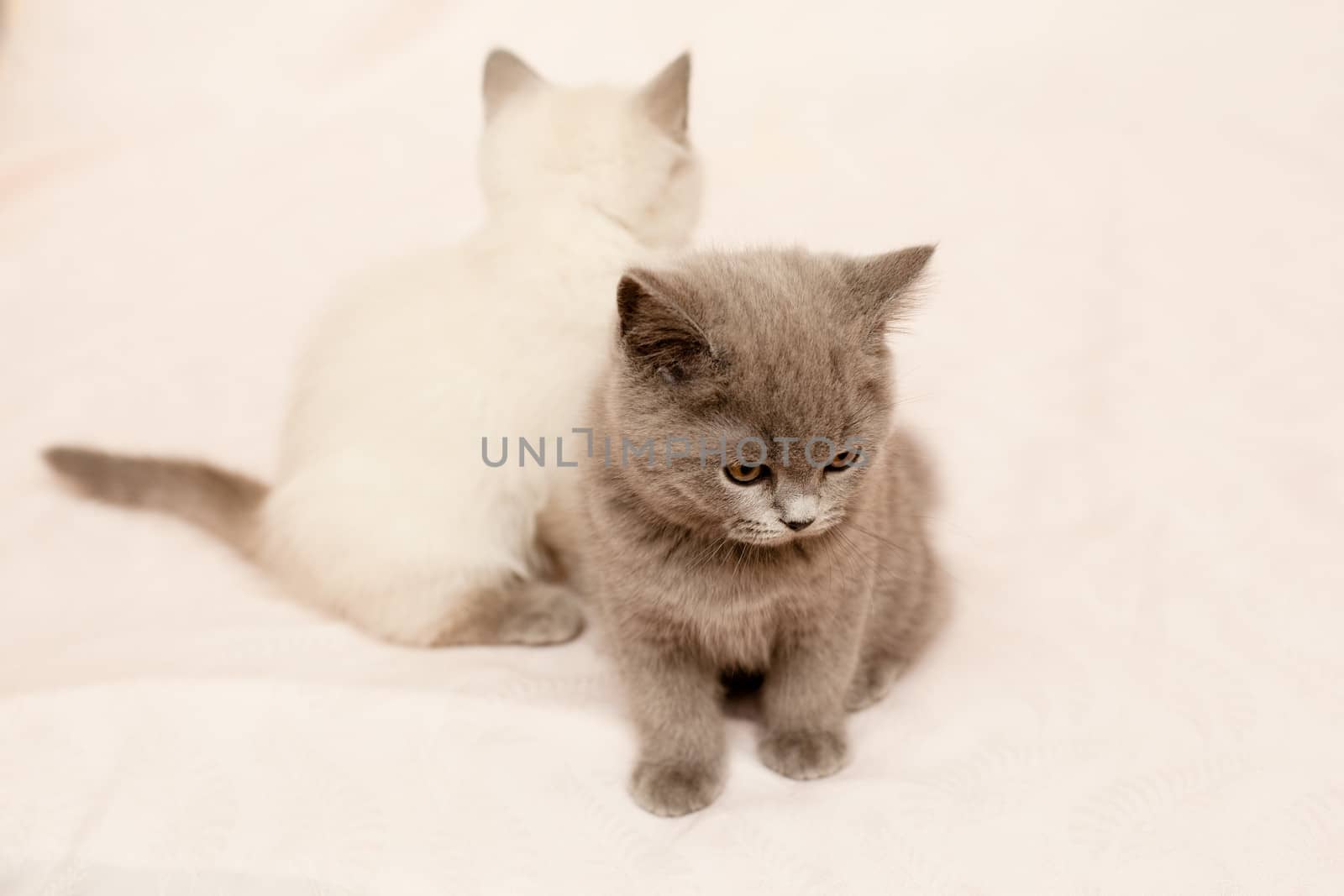 Two sitting kittens on pink background
