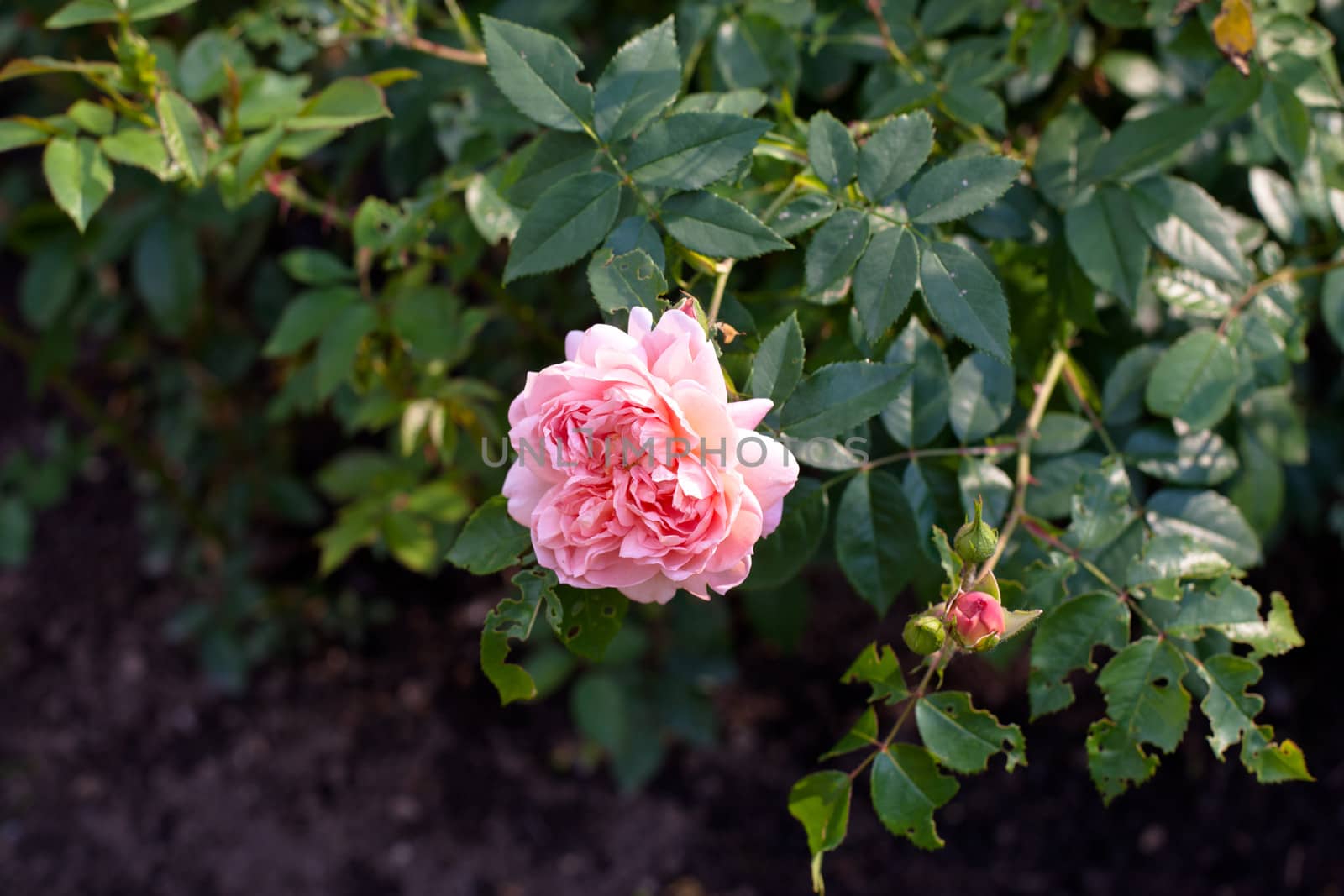 Pink rose in a summer garden
