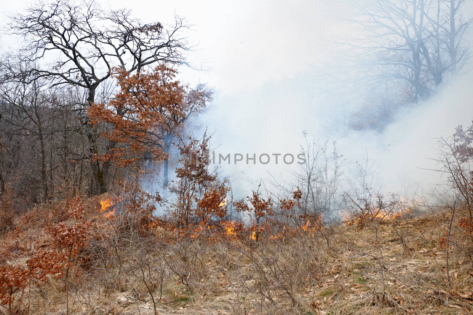 Disaster in oak forest fire in winter woods