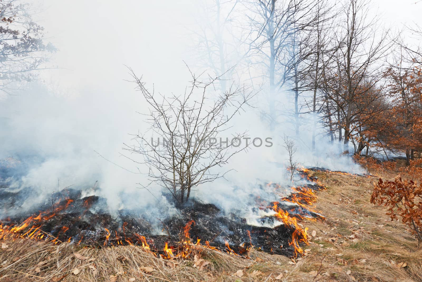 Disaster in oak forest fire in winter woods