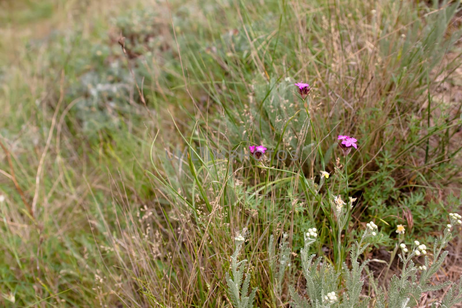 Pink wildflower and green grass 
