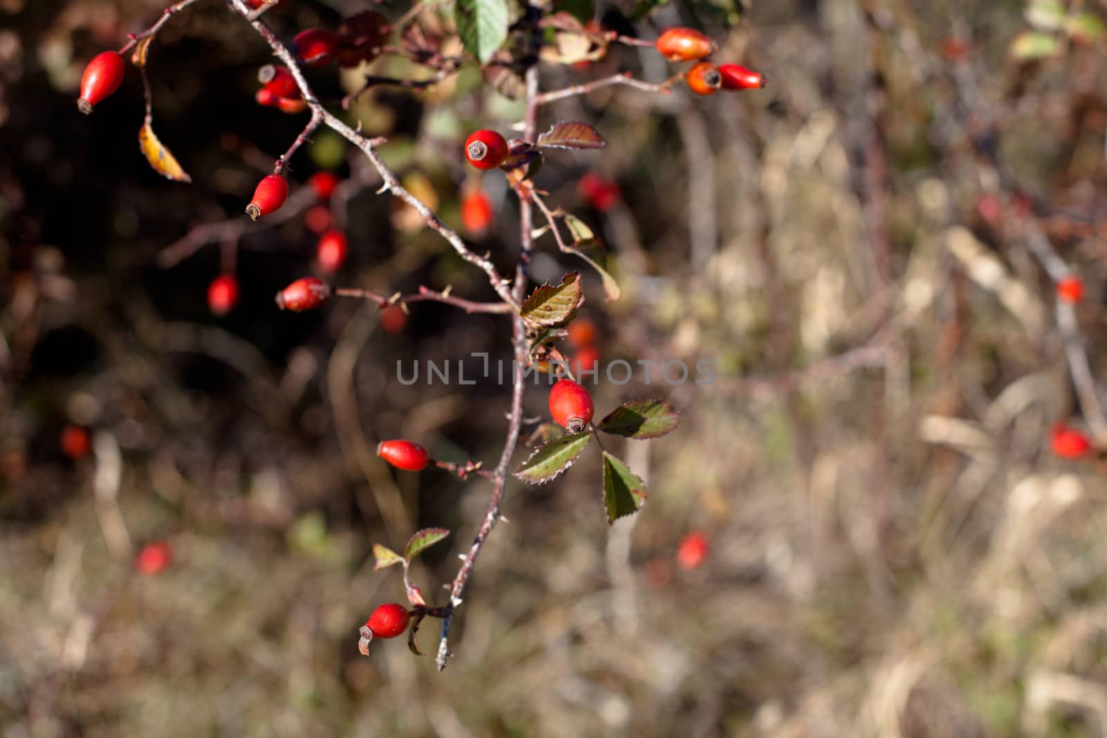 Red autumn berries and brown and green leaves
