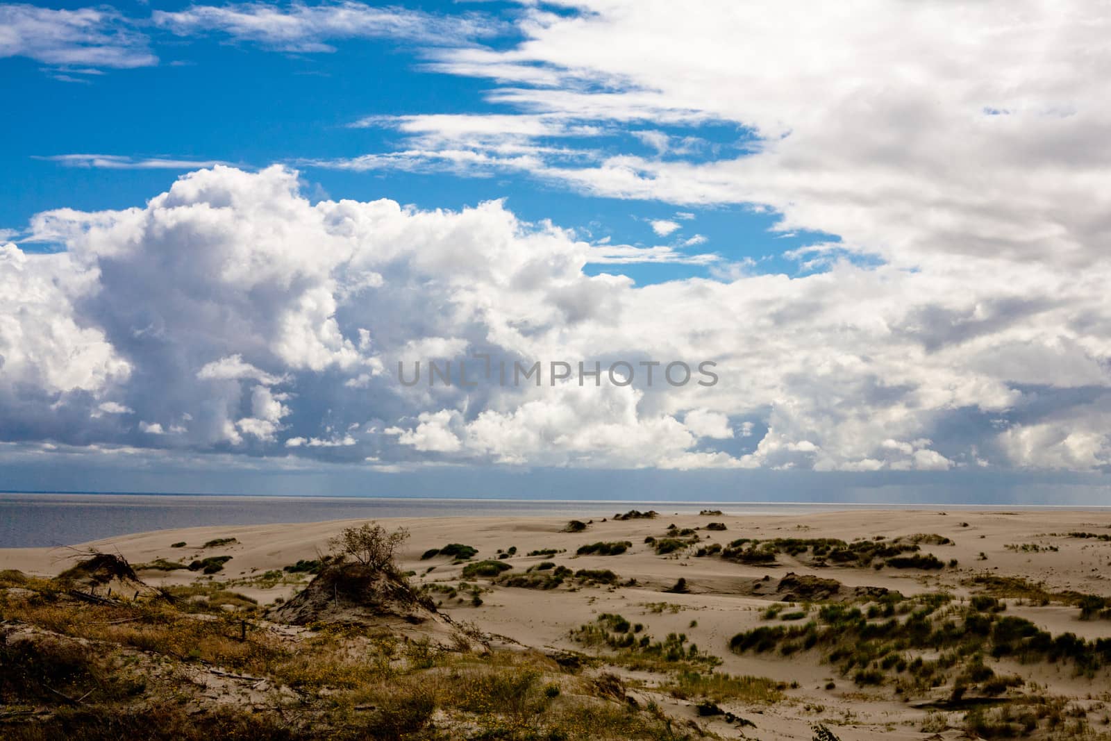 Sand dunes and bushes on Curonian Spit
