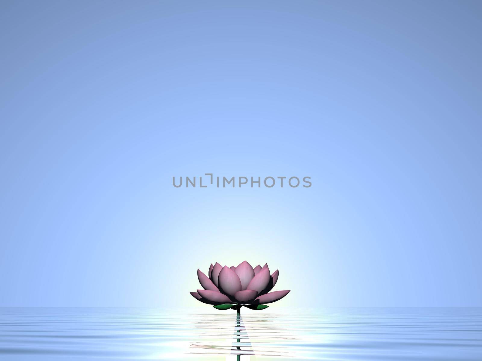 Pink lily flower alone in front of sunlight into blue background