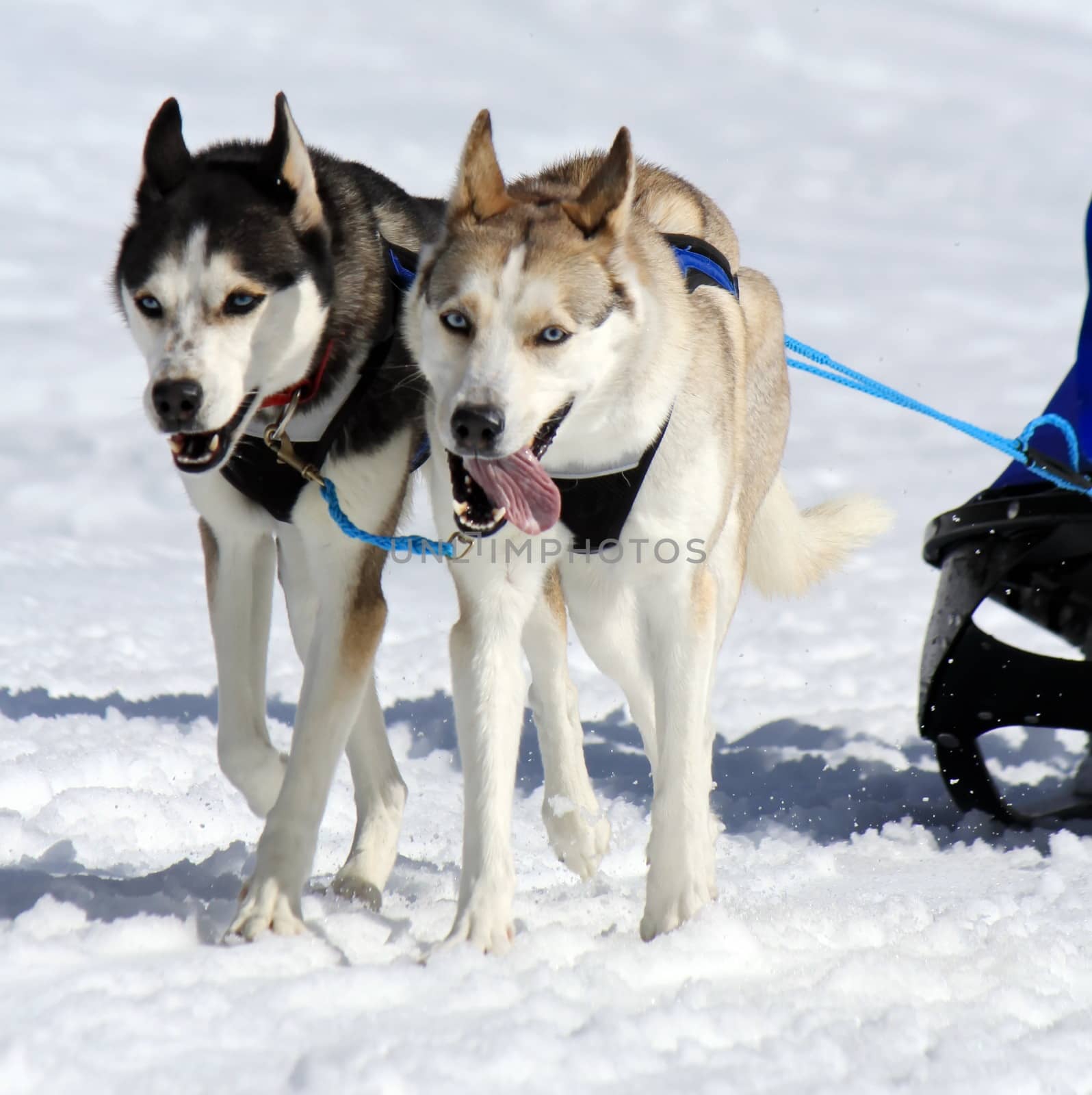 A husky sled dog team at work by Elenaphotos21