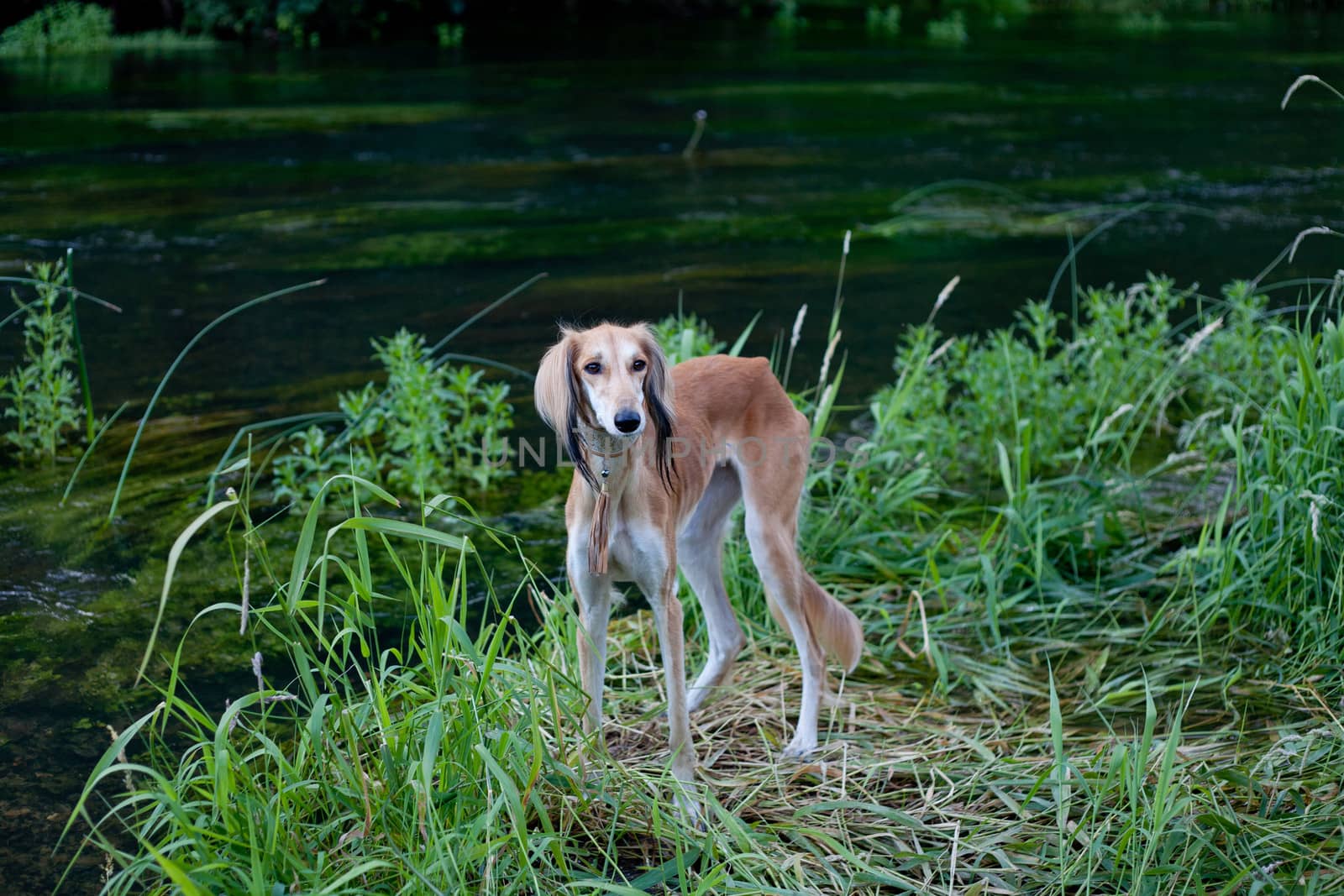 Standing foun saluki in green grass
