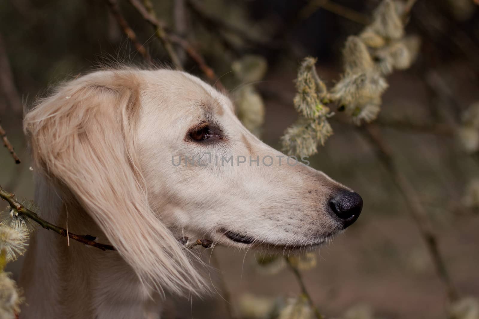 Portrait of white saluiki in willow flowers
