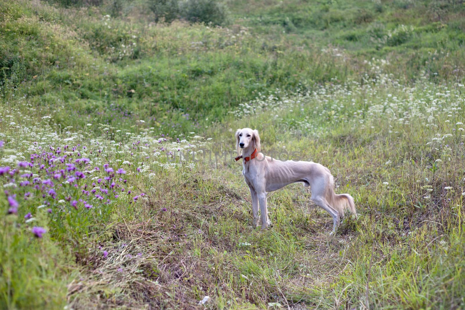 Standing white saluki in green grass
