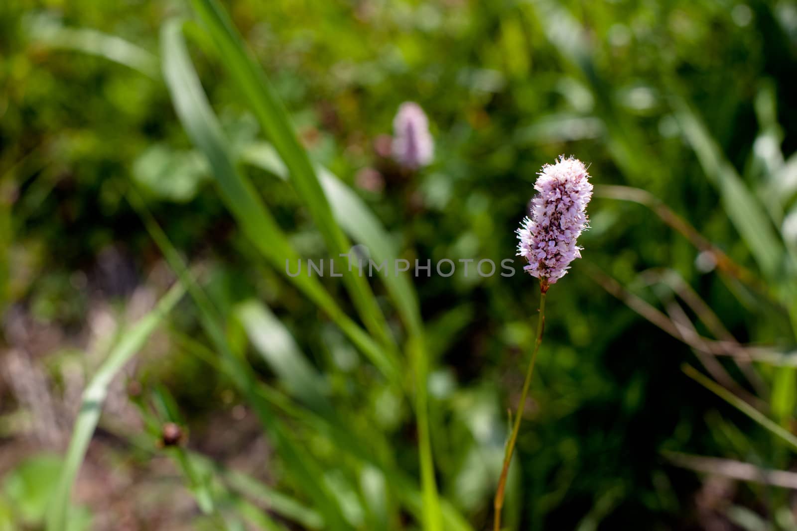 Pink and purple wildflower in green field in sunny day
