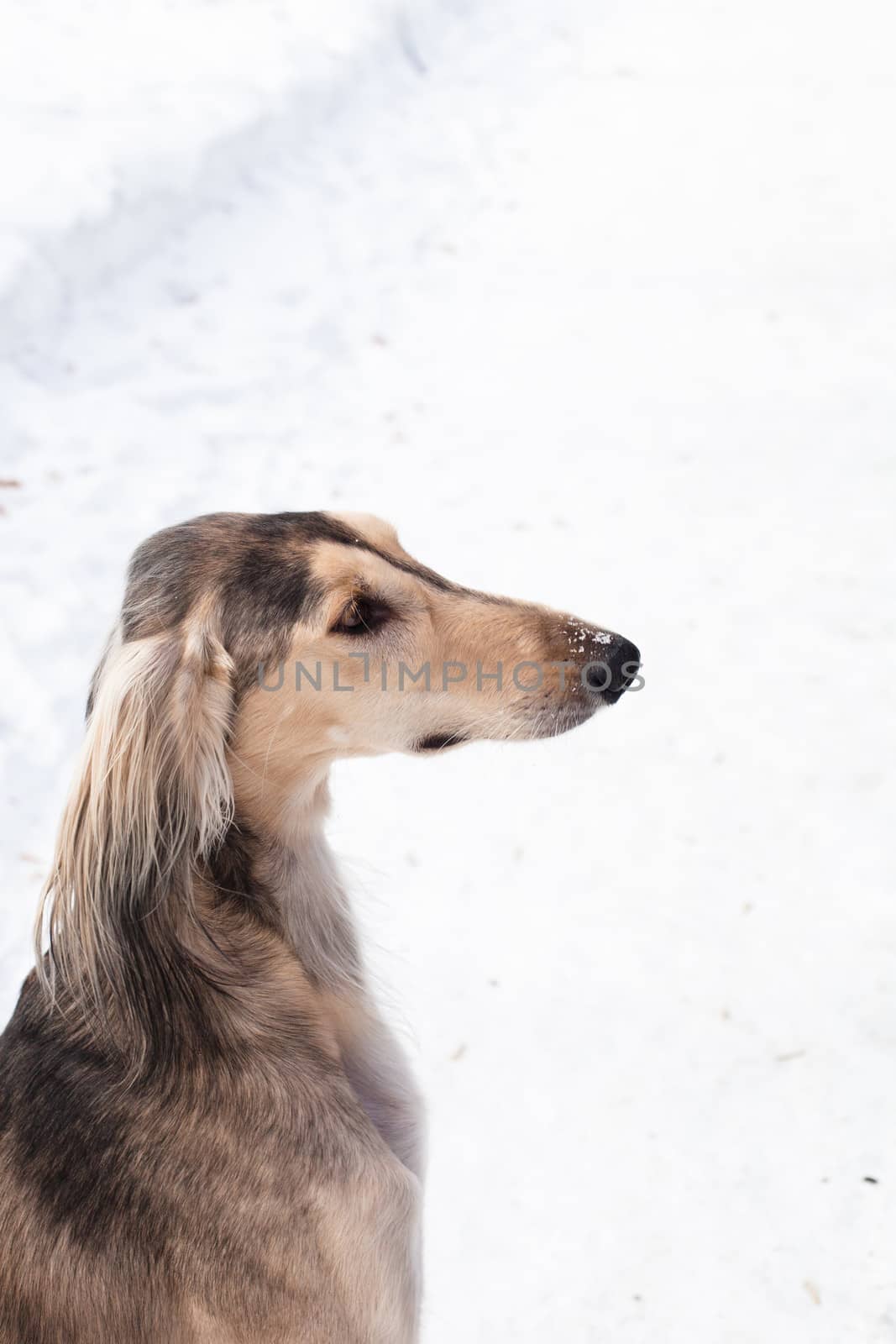 A portraiy of grey saluki on white
