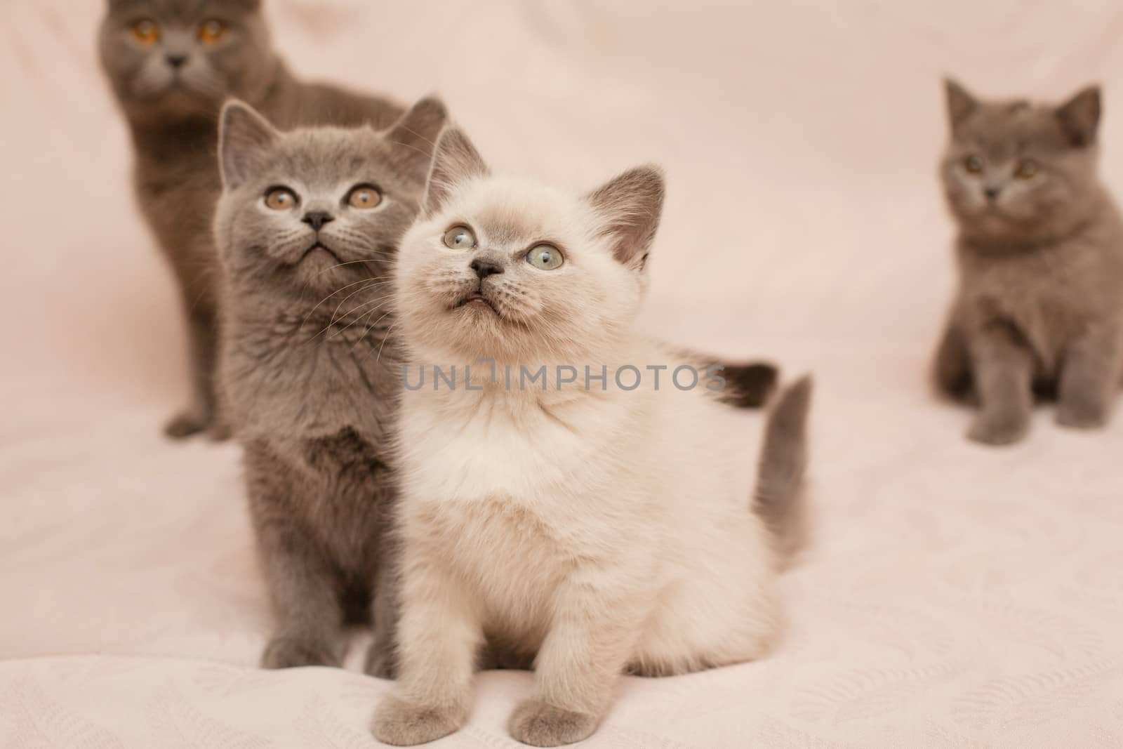 Four sitting kittens on pink background
