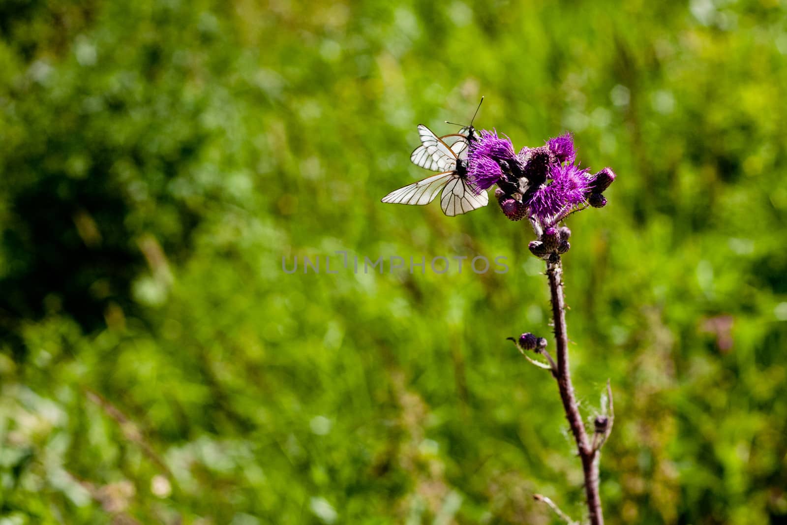 Two white butterflies on a flower in summer day
