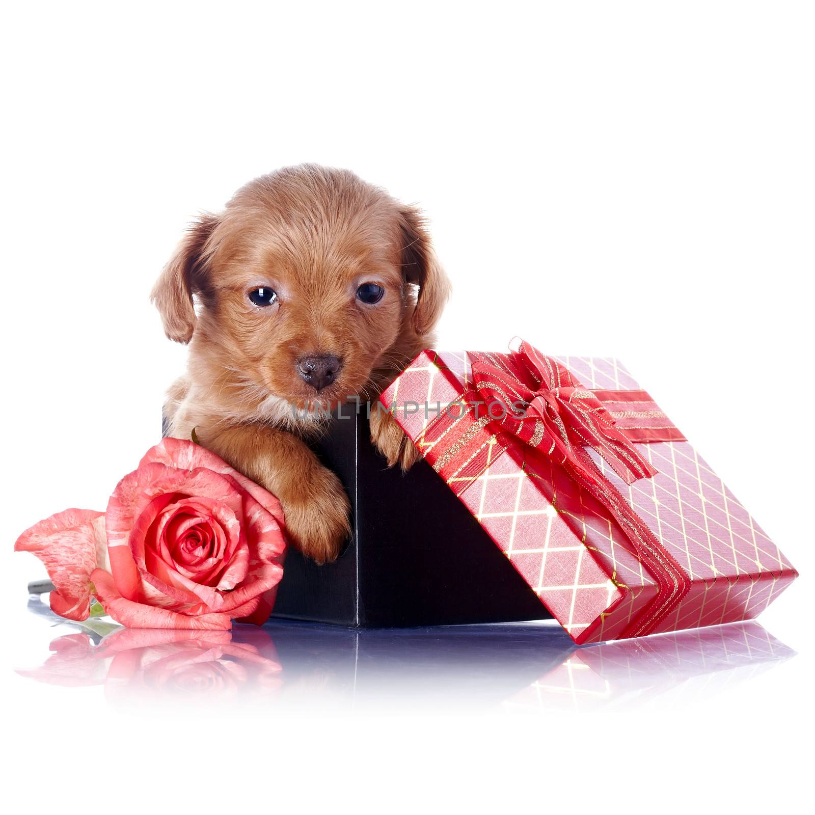 Puppy in a gift box with a bow and a rose by Azaliya