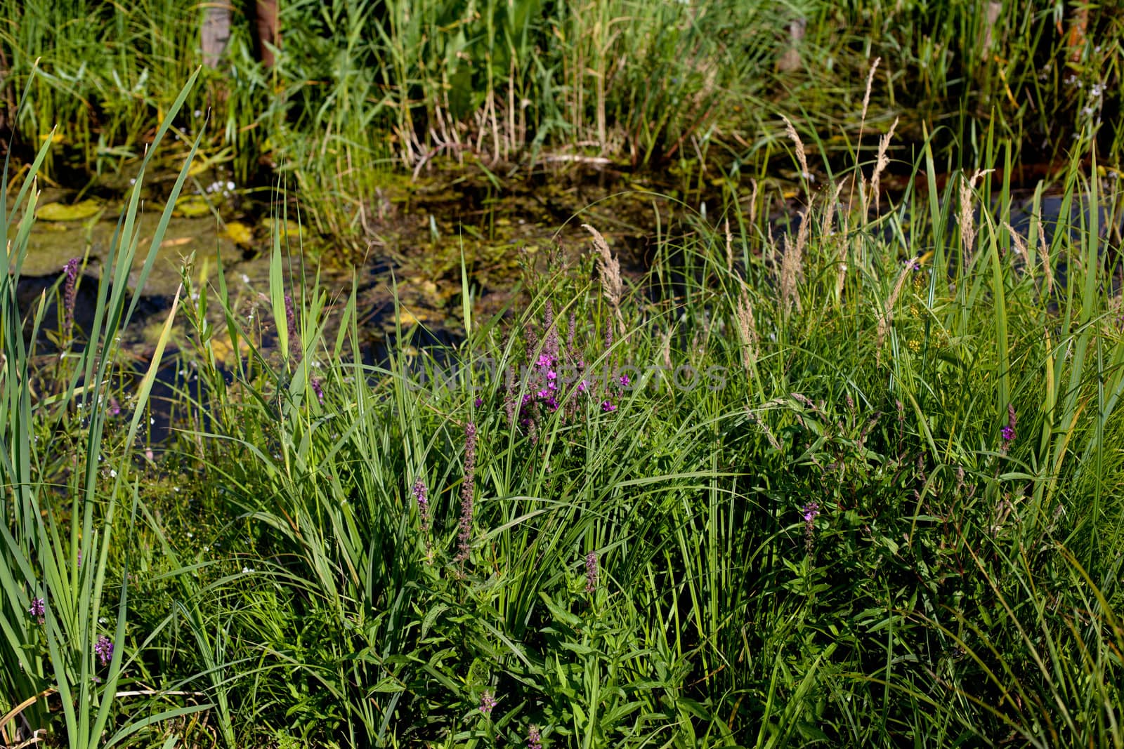 Pink and yellow wildflower and water in green field in sunny day
