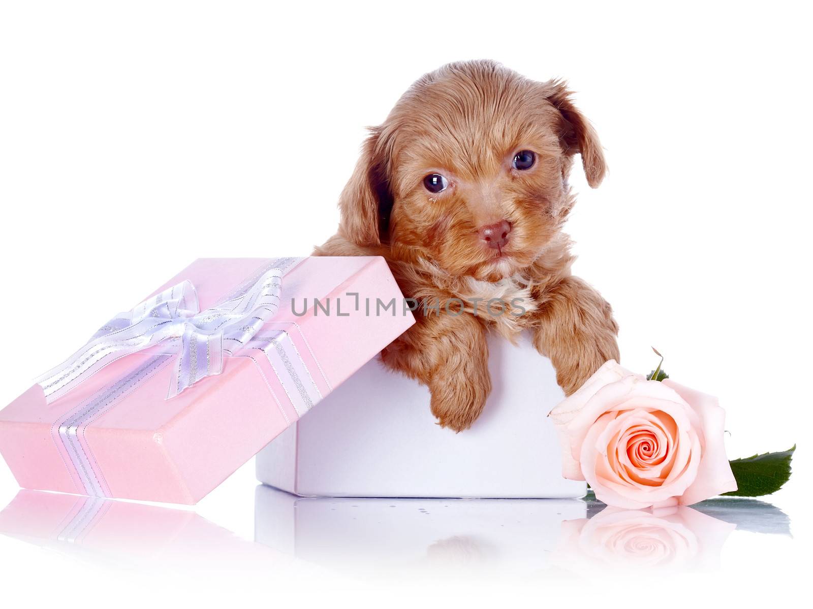 Puppy in a gift box and a rose. Puppy of a decorative doggie. Decorative dog. Puppy of the Petersburg orchid on a white background