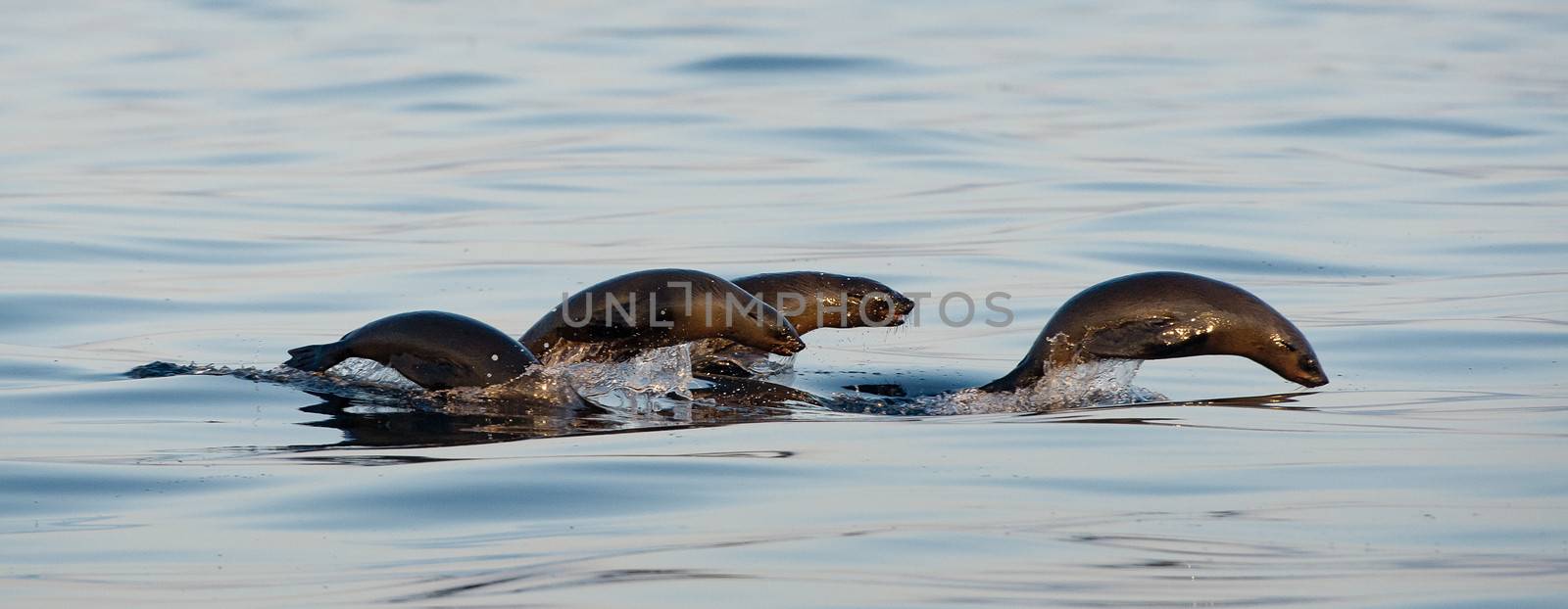 Seals swim and jumping out of water . Cape fur seal (Arctocephalus pusilus). Kalk Bay, False Bay, South Africa 