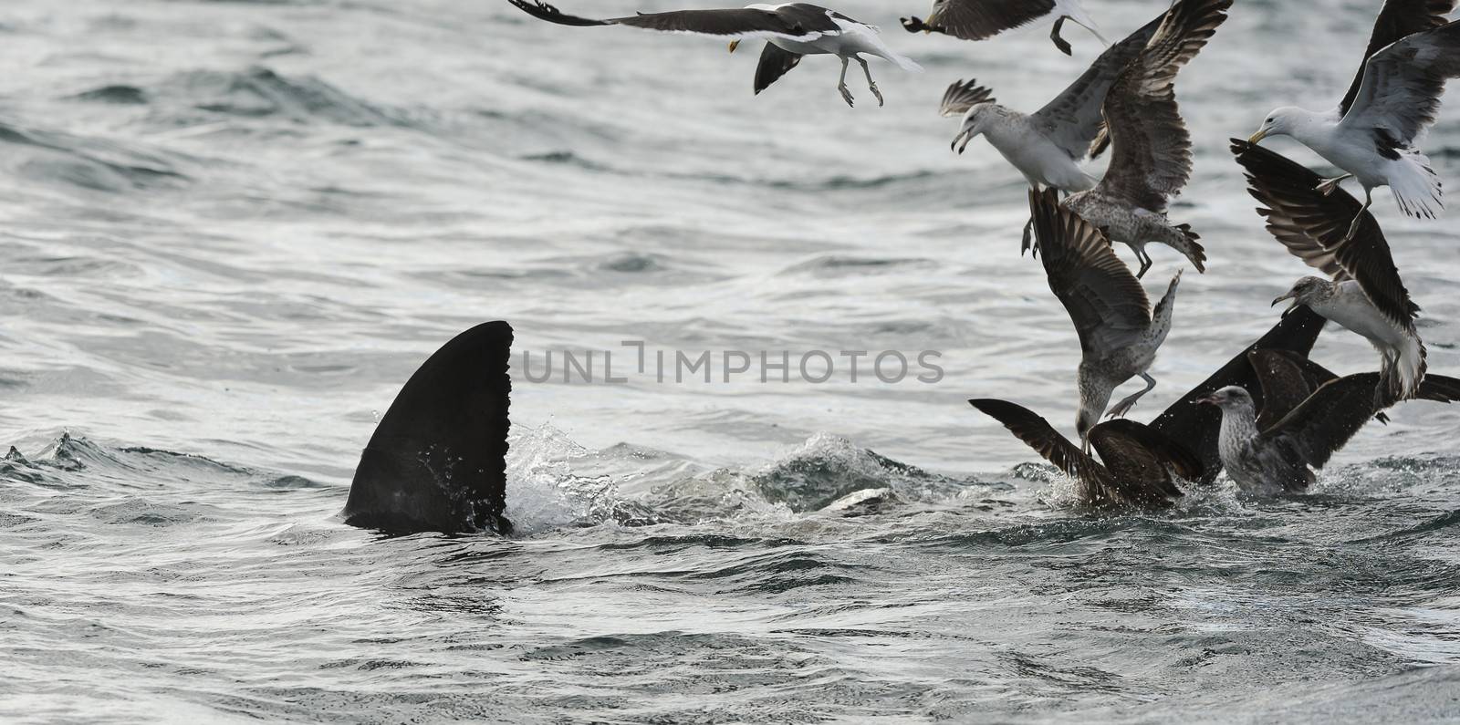 Fin of a white shark  and Seagulls eat oddments from production of a Great white shark (Carcharodon carcharias)