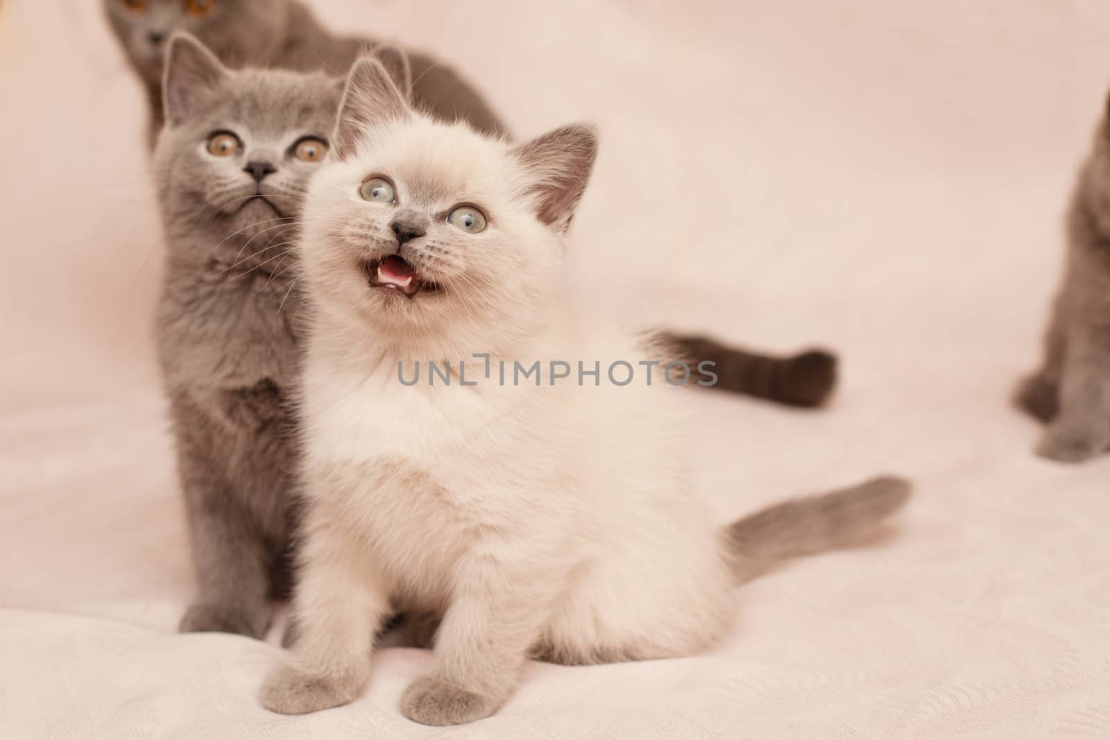 Two mewing kittens on pink background
