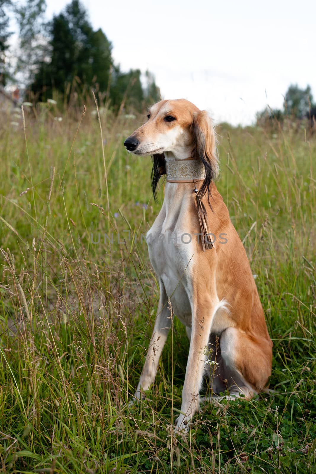 Sitting brown saluki in green grass in front of wooden house
