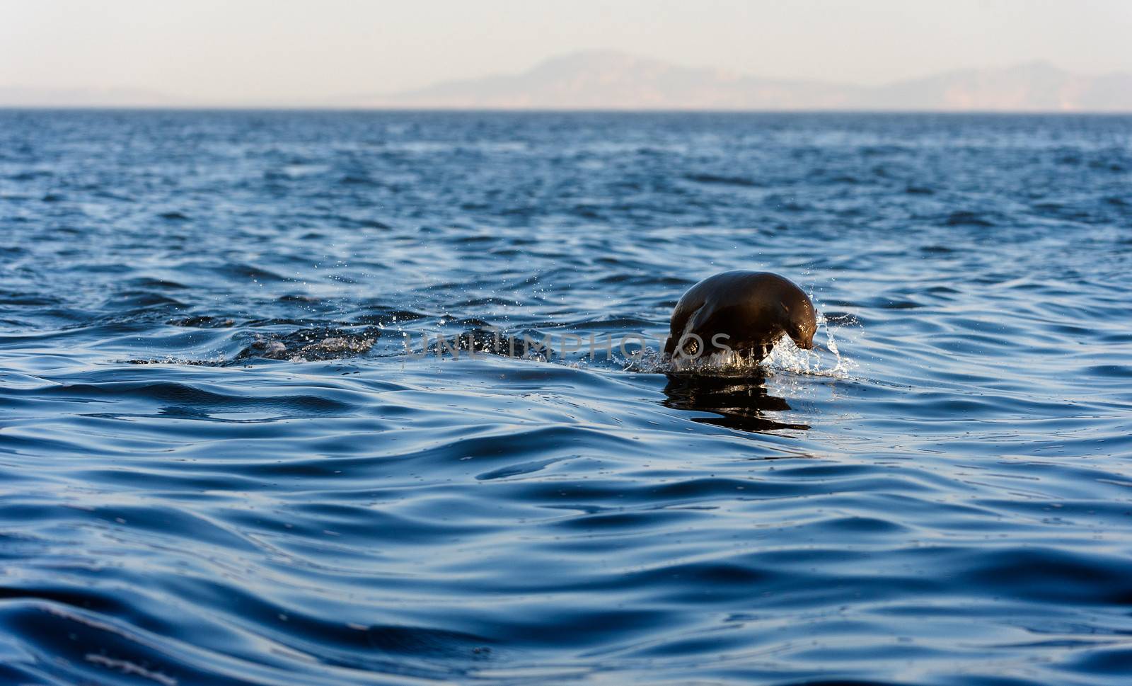 Seals swim and jumping out of water . Seals swim and jumping out of water . by SURZ