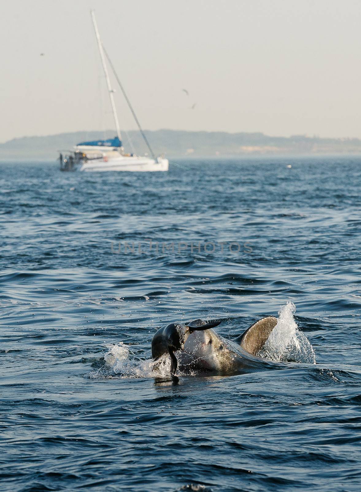 Great White Shark (Carcharodon carcharias) attacks a seal with splashes