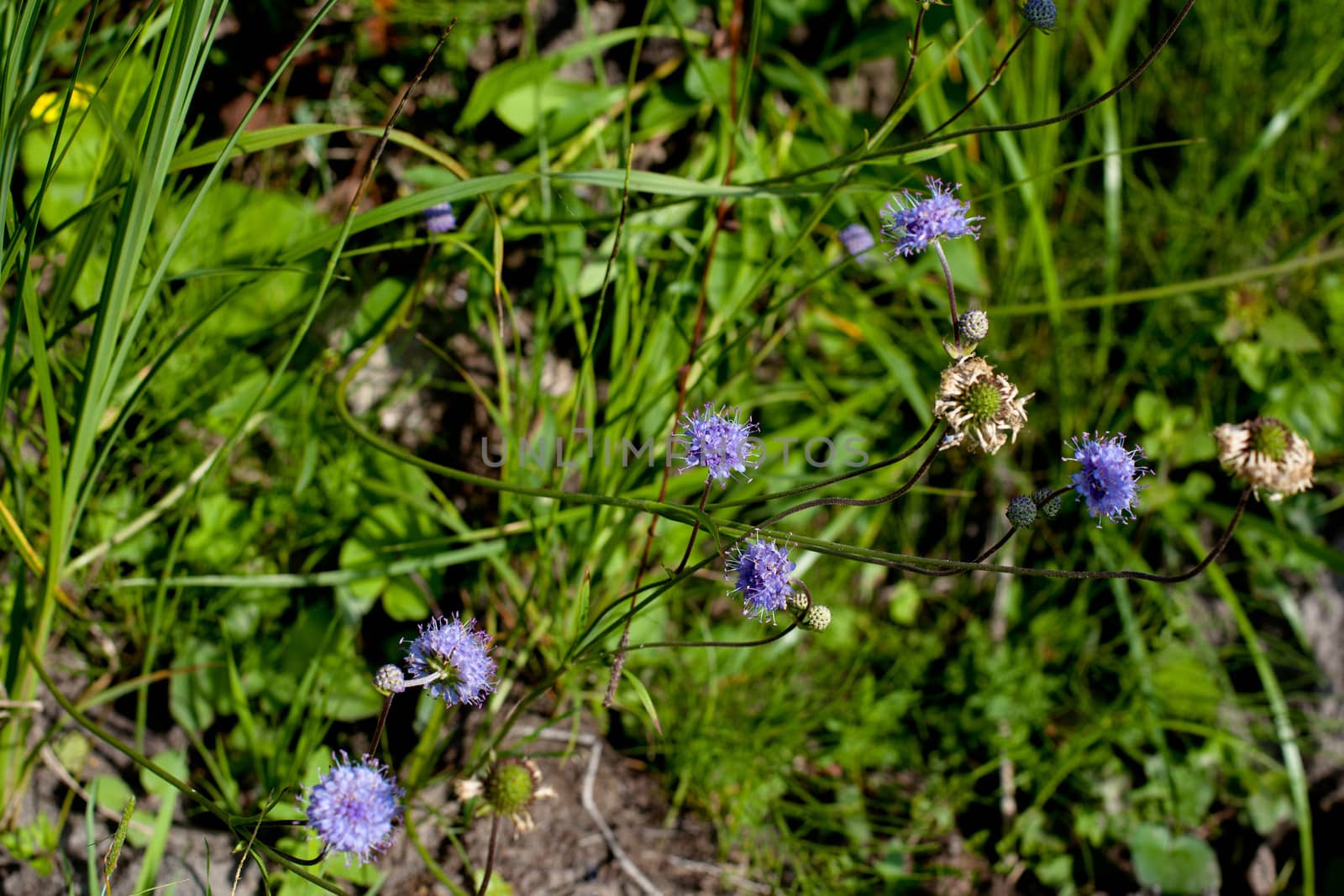 Blue and white wildflower in green field in sunny day
