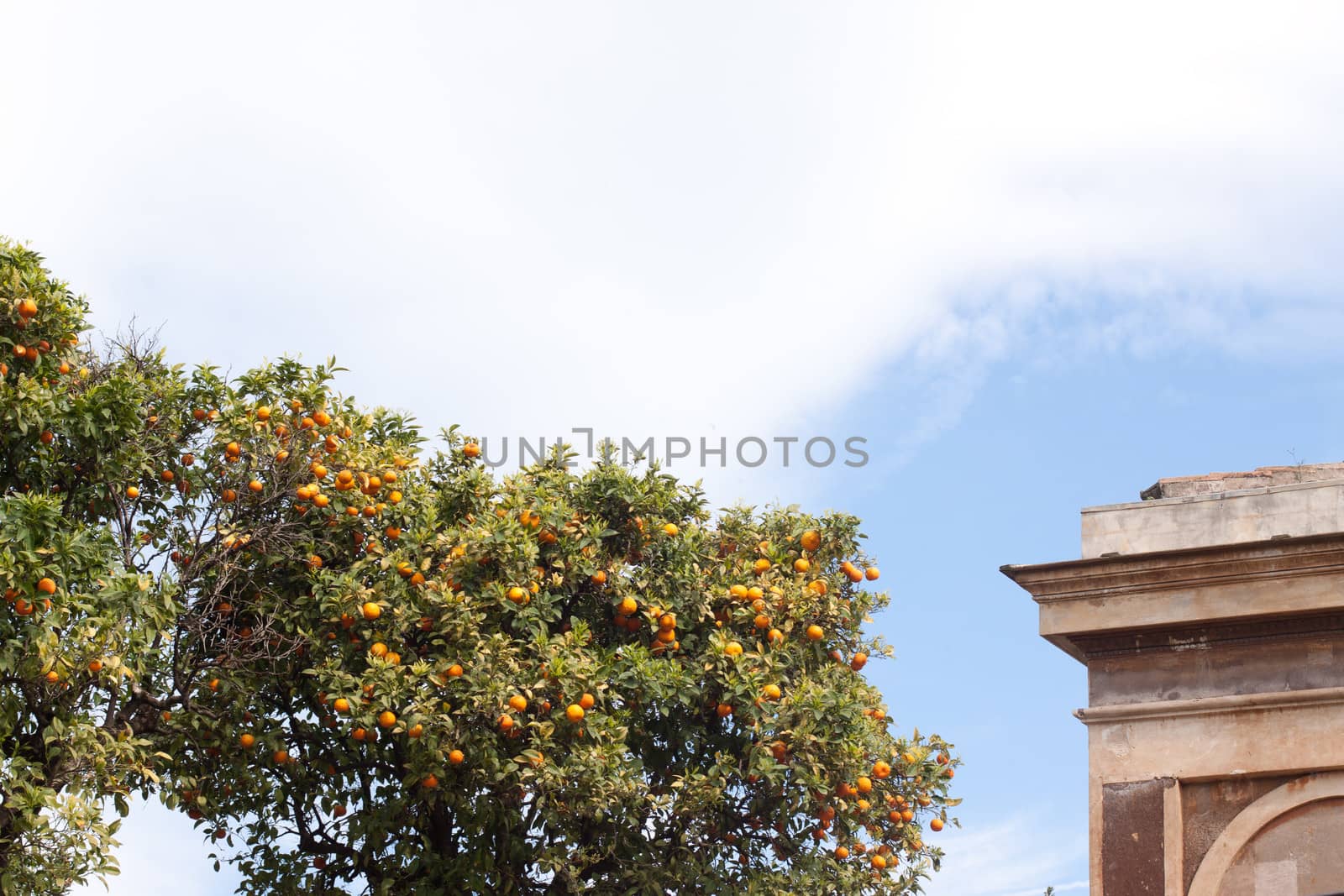 Old roman ruins and oranges in Roma
