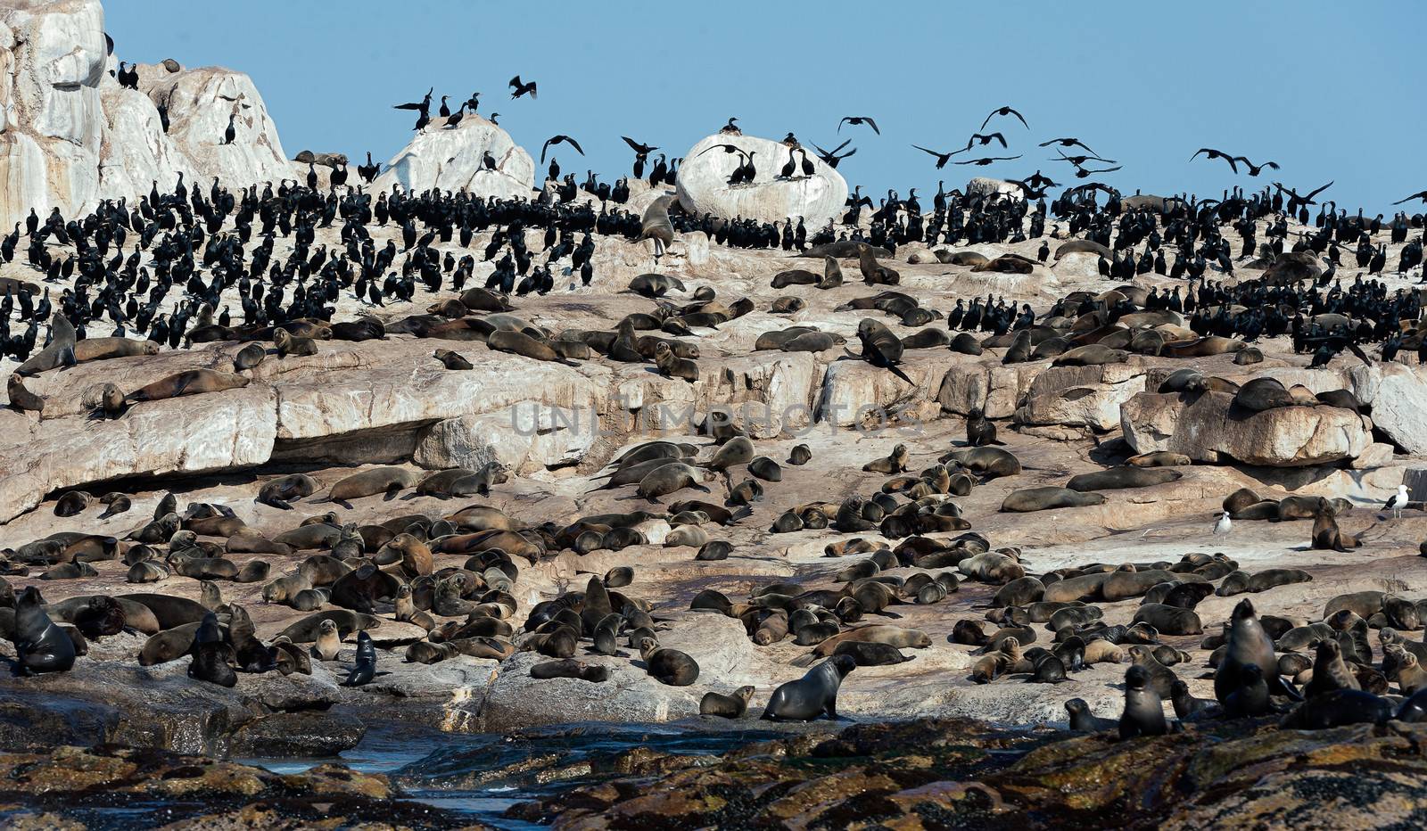 South African (Cape) fur seals (Arctocephalus pusillus pusillus), Seal Island, False Bay, Western Cape, South Africa, Africa