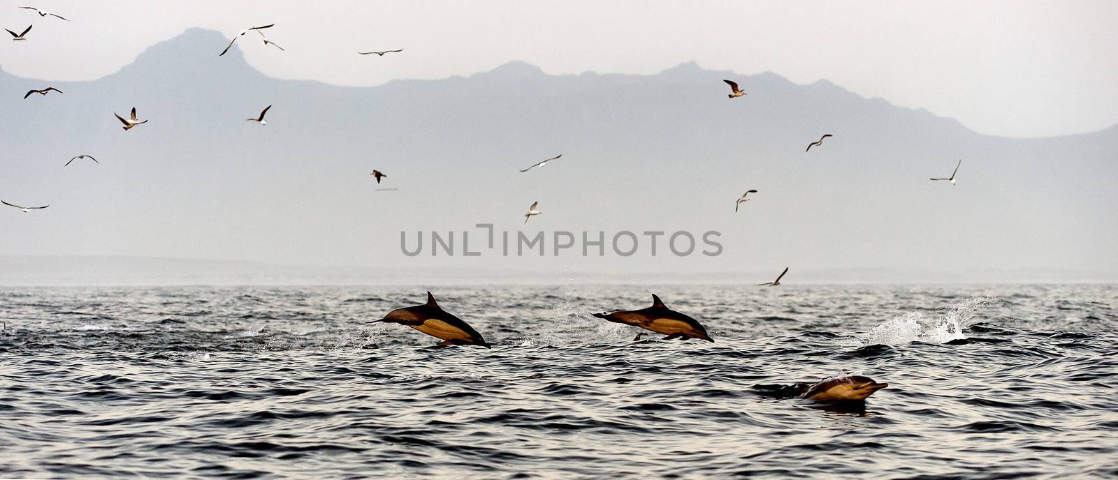 The jumping dolphins comes up from water. The Long-beaked common dolphin (scientific name: Delphinus capensis) swim in atlantic ocean. The jumping dolphins comes up from water. The Long-beaked common dolphin (scientific name: Delphinus capensis) swim in atlantic ocean.