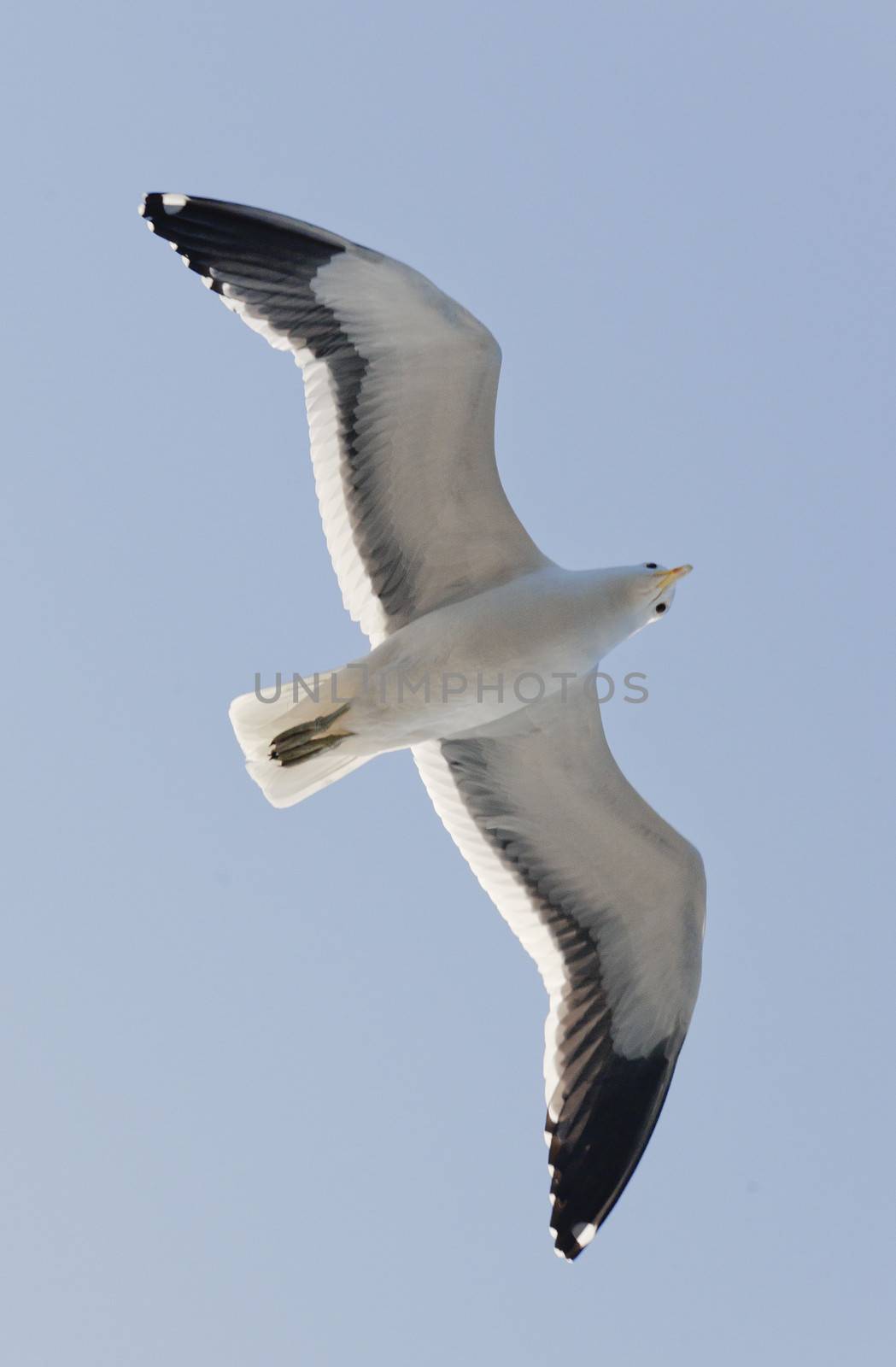 Flying Young Cape Gull, False Bay, South Africa, Africa