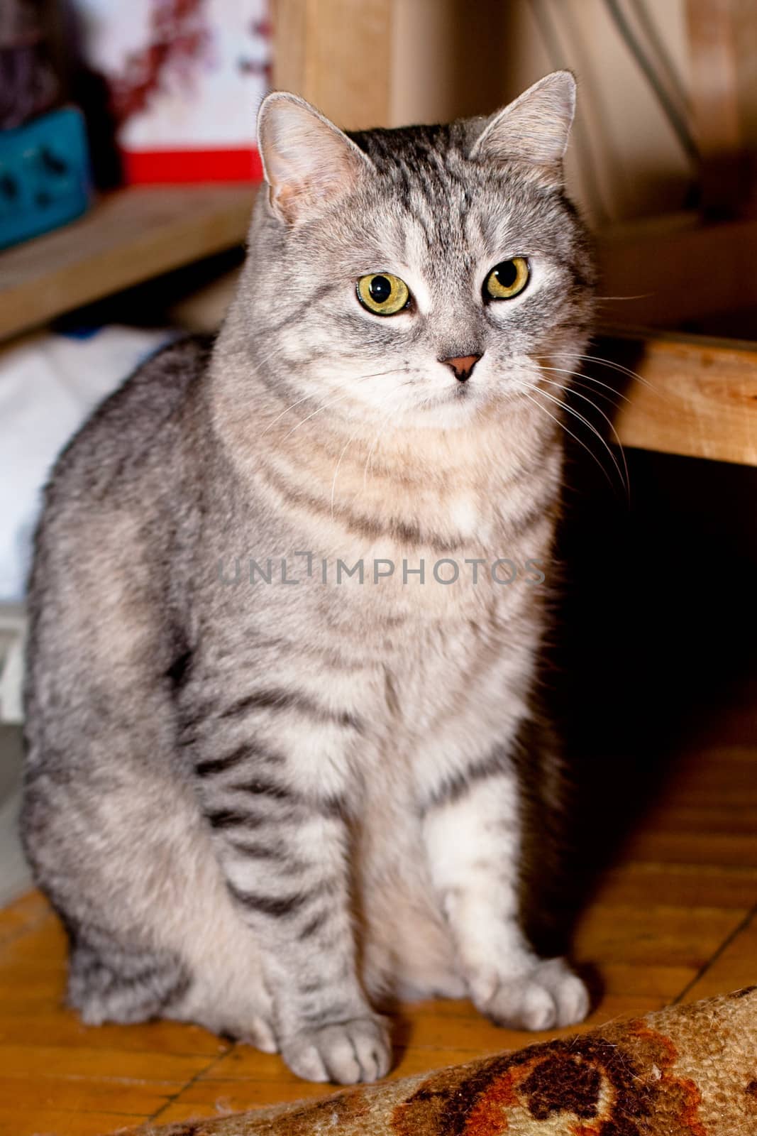 A sitting grey tabby cat
