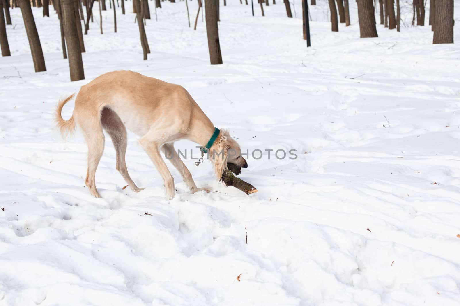 A white hound playing with stock on snow
