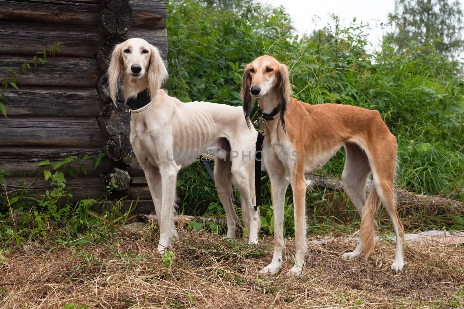 White standing and brown standing salukies 
