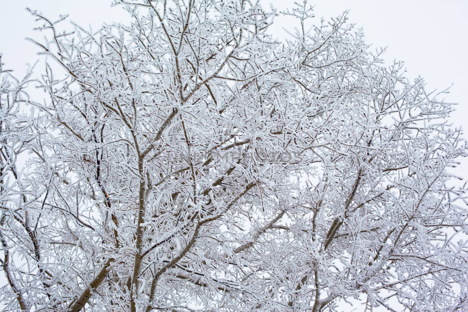 White and black tree in winter
