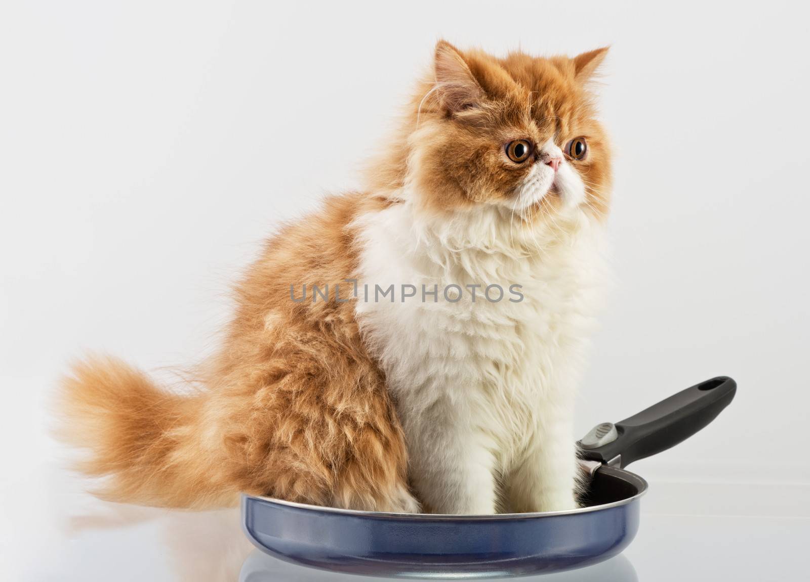 Red and White Persian domestic kitten sits in a metal frying pan